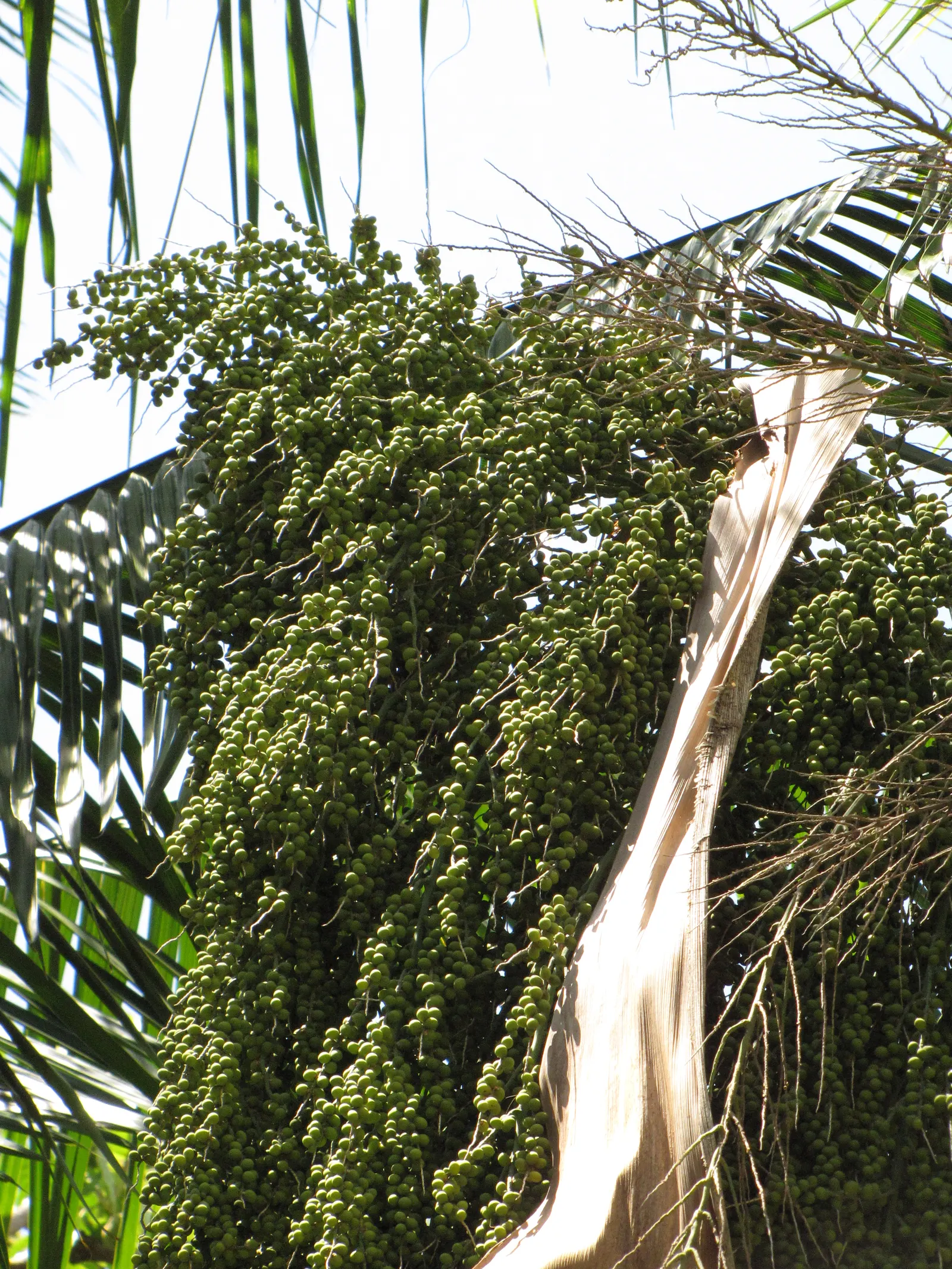 Royal Palm (Roystonea Regia) — stands as a majestic centerpiece in landscape designs; making it a valuable addition for creating cool