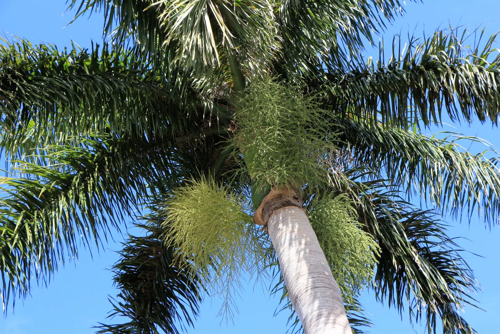 Royal Palm (Roystonea Regia) — The Royal Palm (Roystonea regia) exudes regality with its smooth