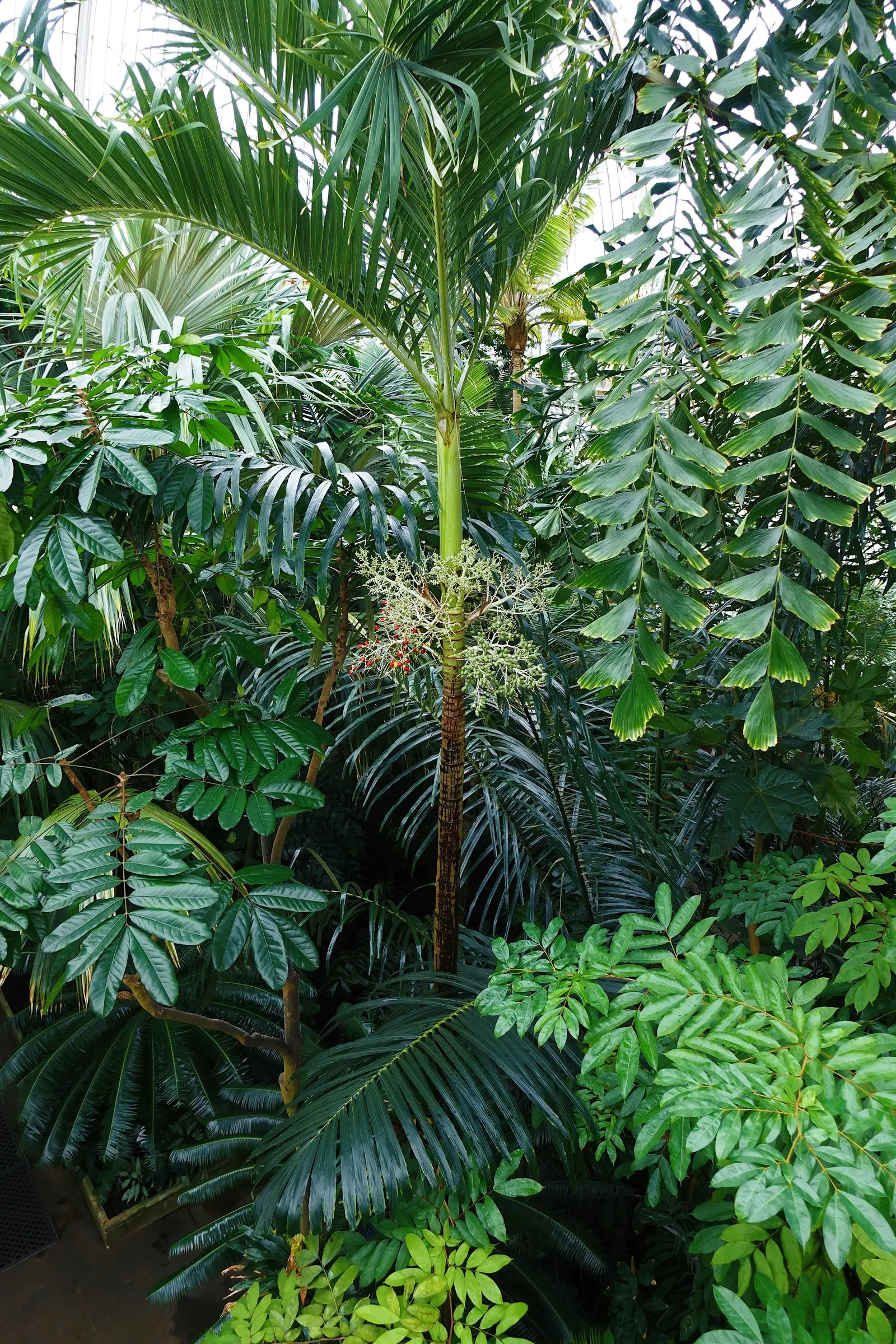 Royal Palm (Roystonea Regia) — it's the perfect vertical accent for tropical landscapes; yellow flowers in the garden
