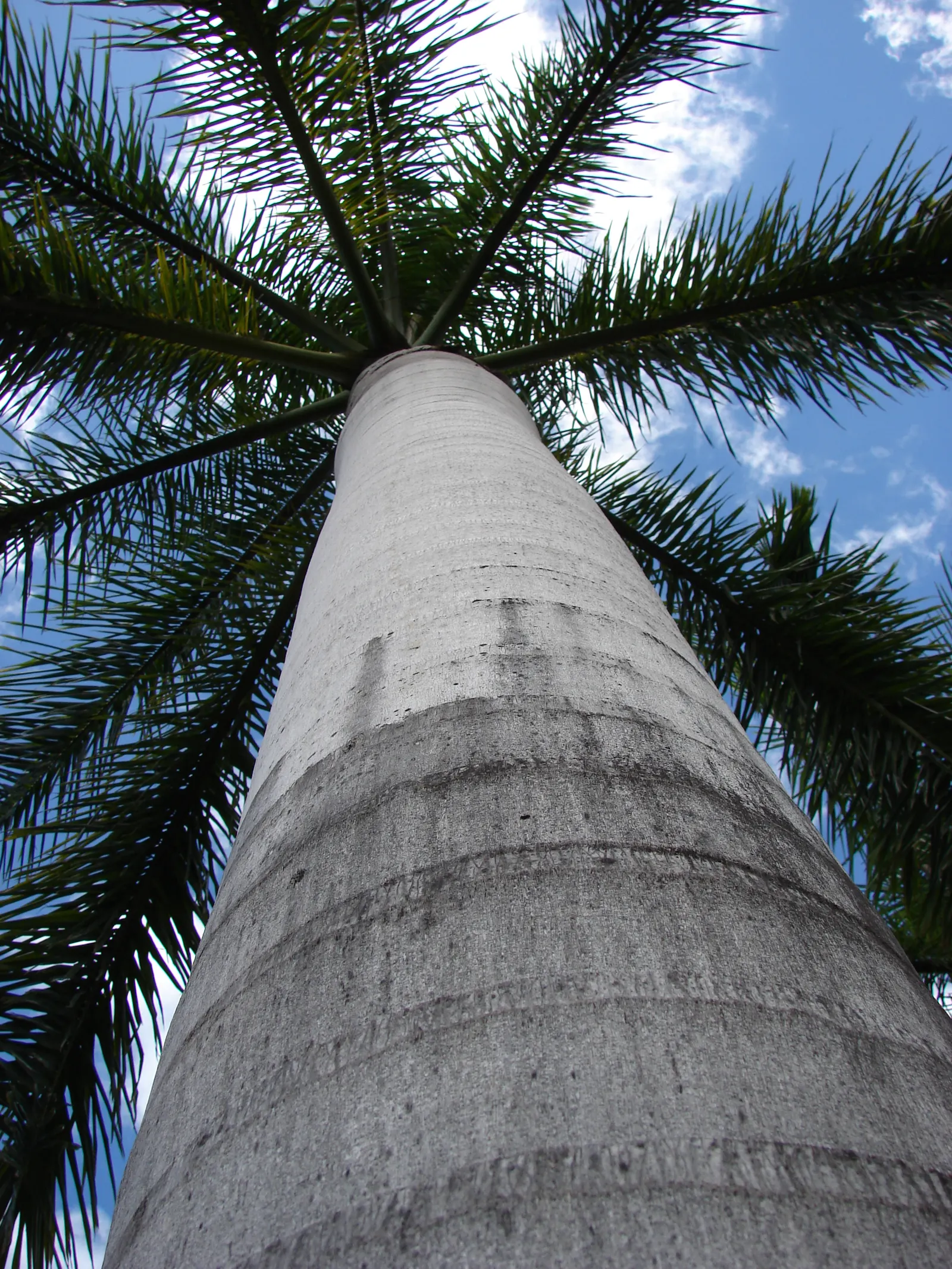 Royal Palm (Roystonea Regia) — As a fast-growing species; ensure sufficient clearance from pathways and structures