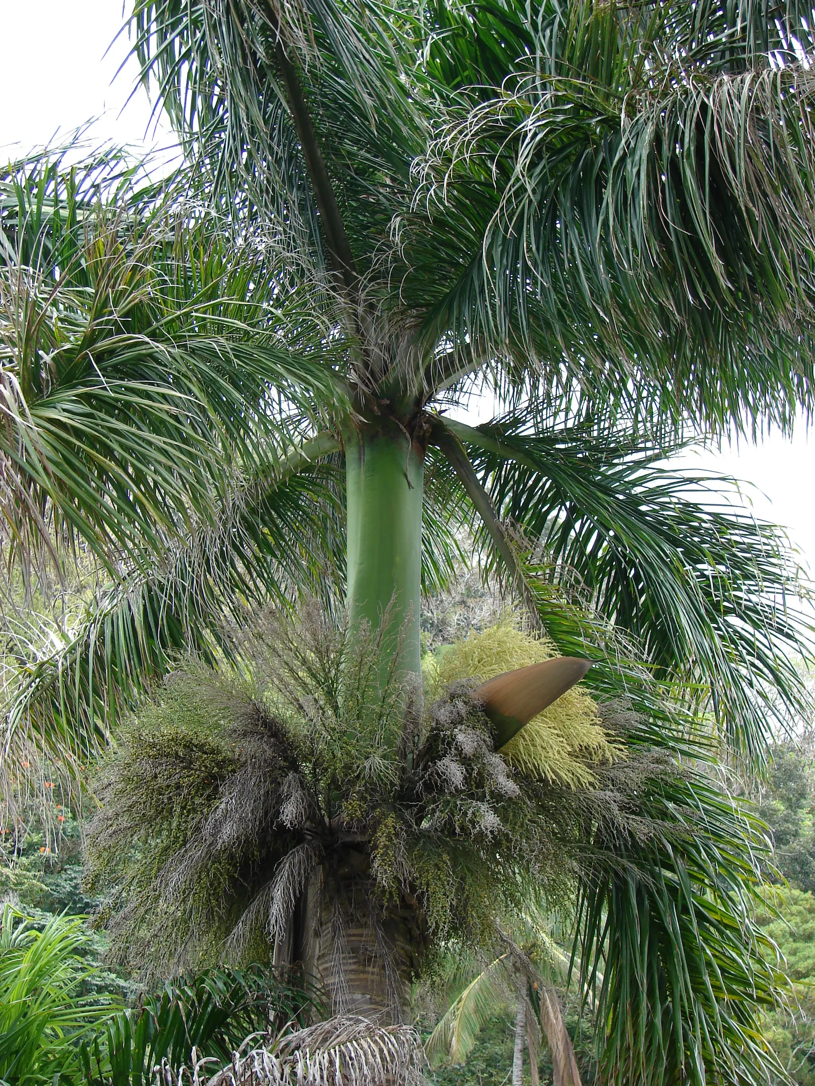 Royal Palm (Roystonea Regia) — feathery fronds spanning 10-15 feet