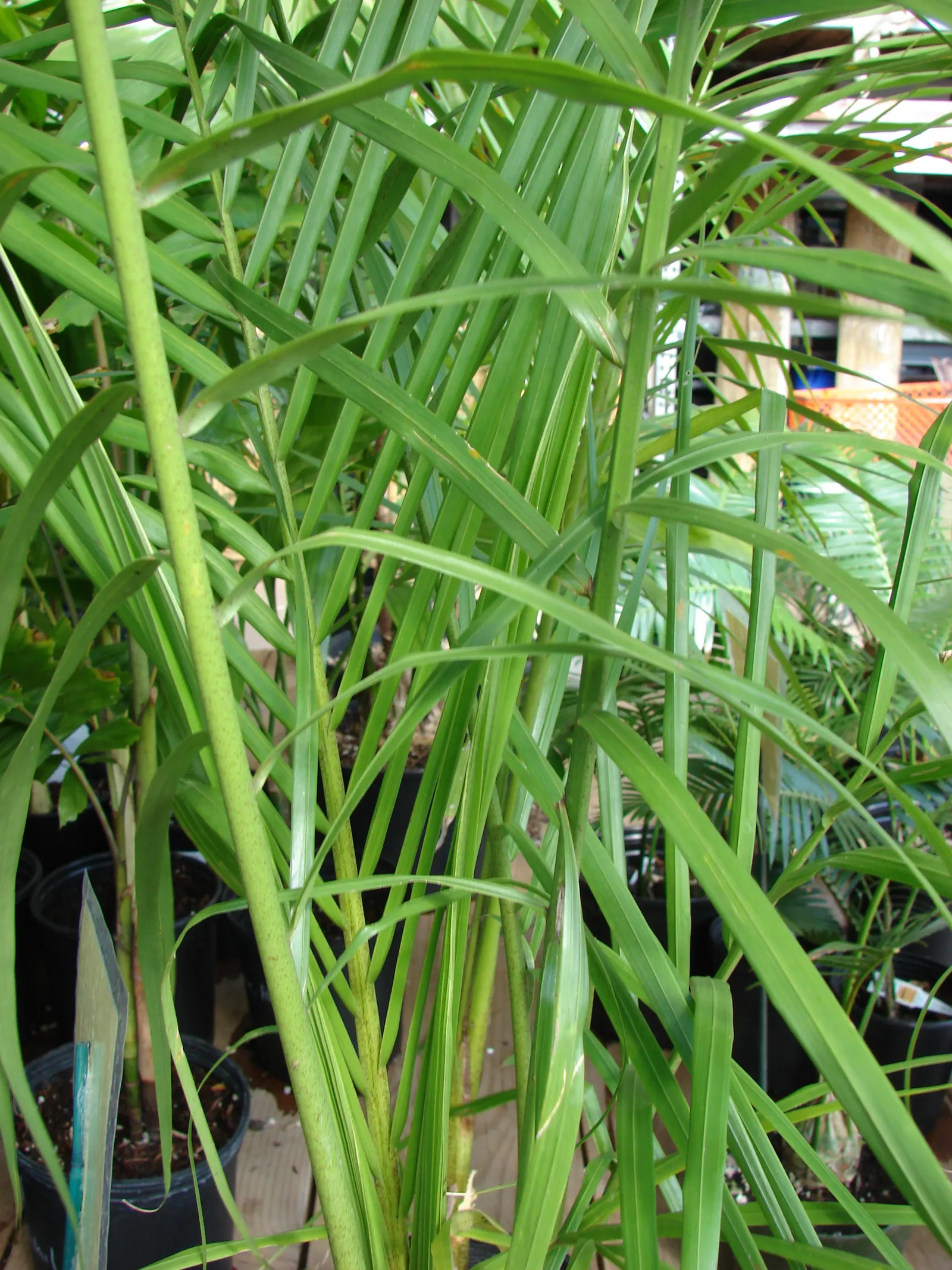 Royal Palm (Roystonea Regia) — ensure sufficient clearance from pathways and structures