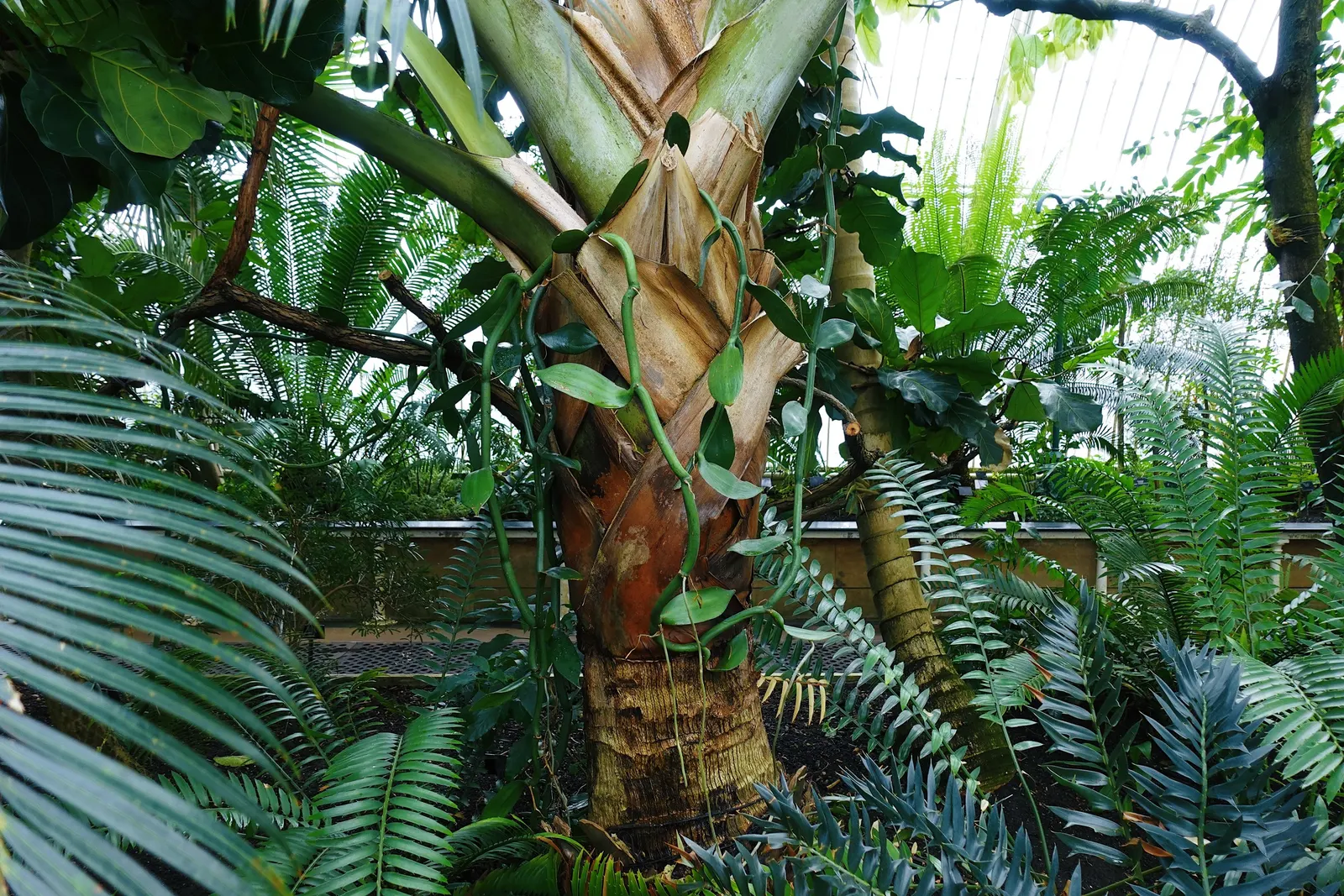 Royal Palm (Roystonea Regia) — or standing alone as an elegant focal point