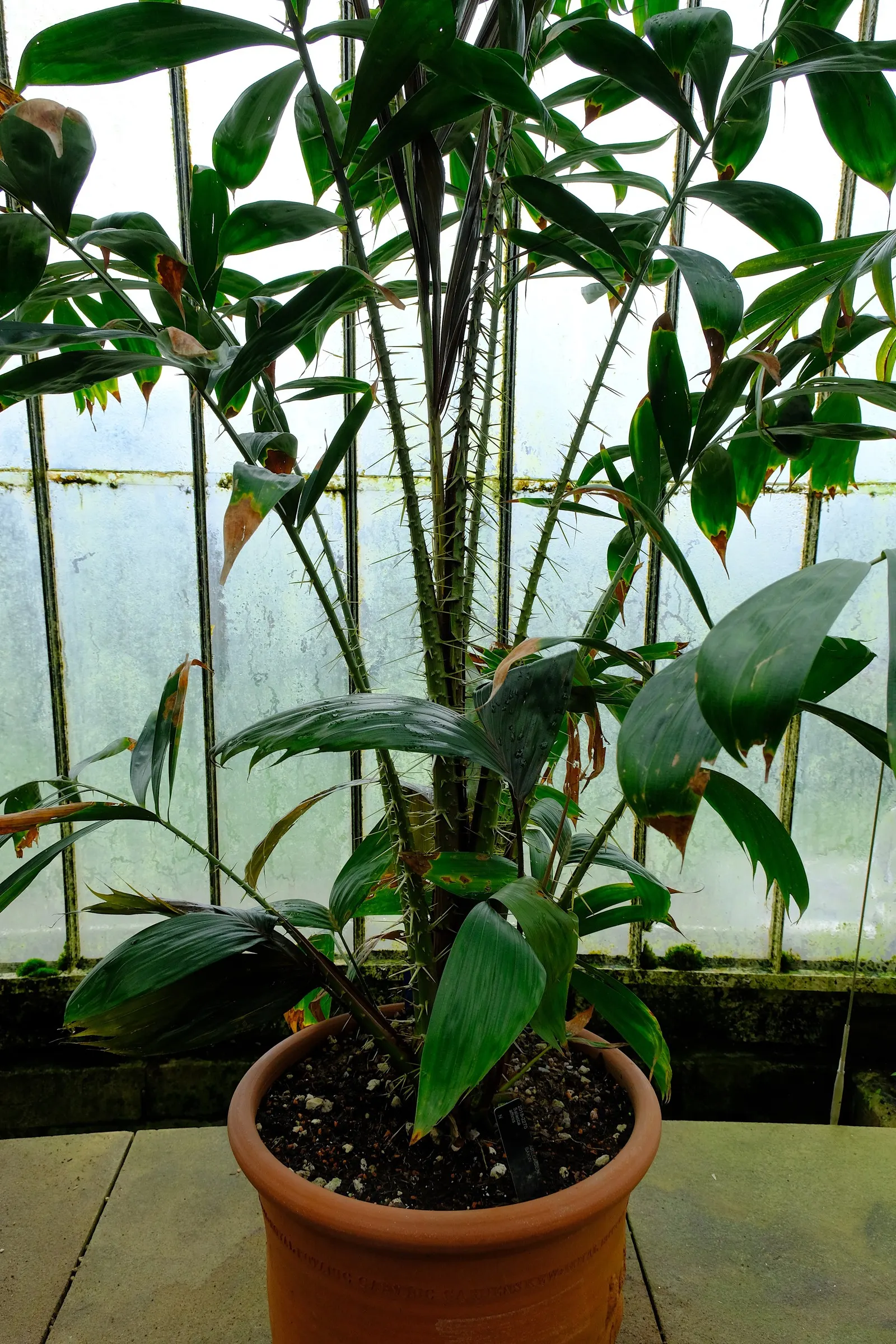 Royal Palm (Roystonea Regia) — each extending up to 10 to 15 feet in length; palm for full