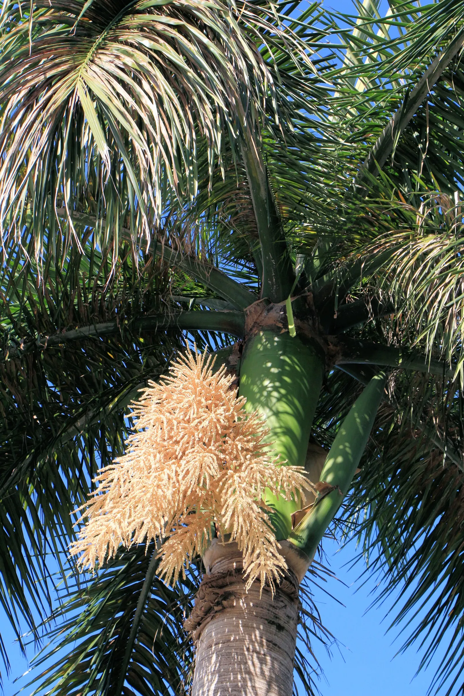 Royal Palm (Roystonea Regia) — When including it in a design