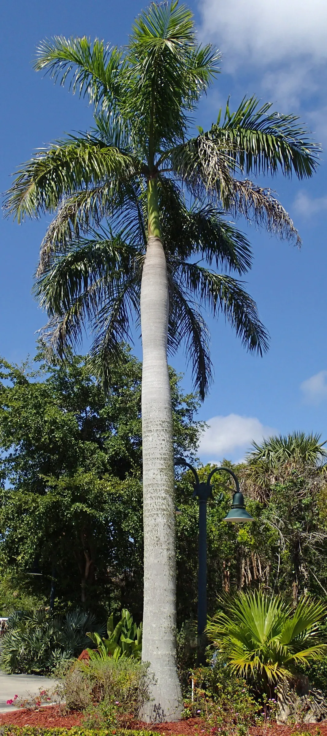 Royal Palm (Roystonea Regia) — These fronds emerge from the top of the trunk; adds instant grandeur to any setting