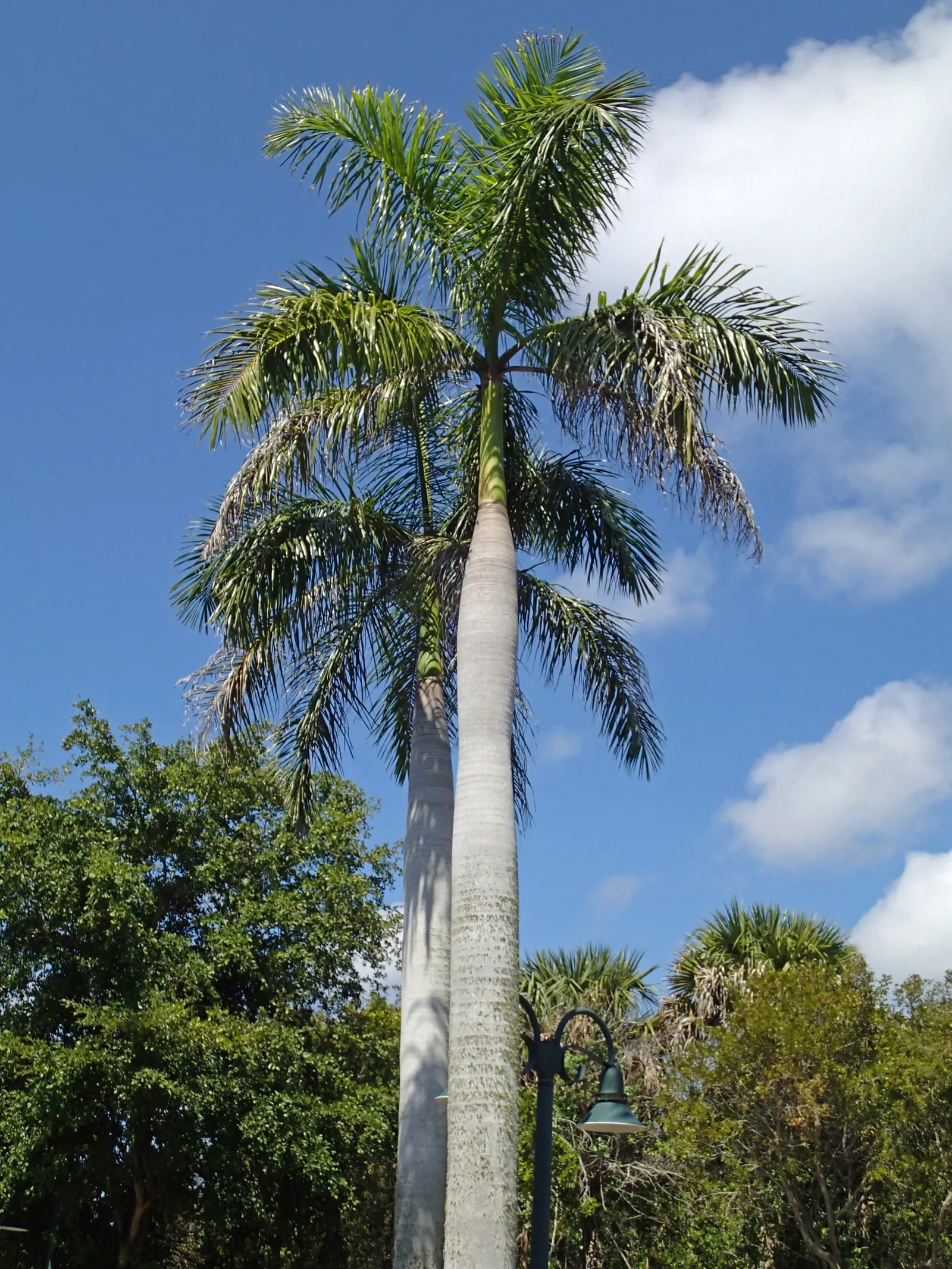 Royal Palm (Roystonea Regia) — sometimes even stretching skyward to 100 feet; sheltered areas in the garden.<br><br>Preferring full sun exposure and