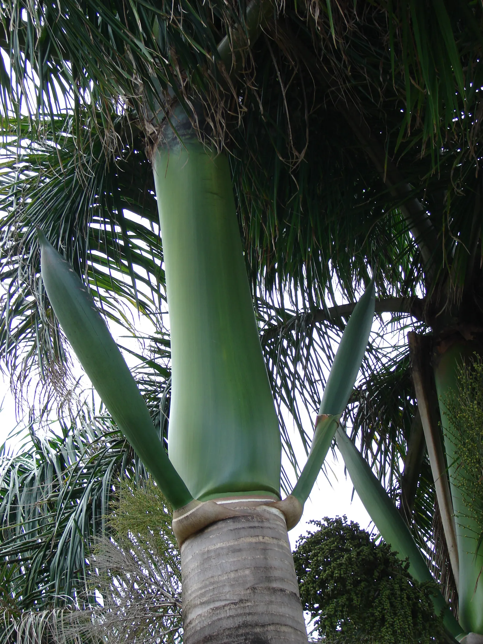 Royal Palm (Roystonea Regia) — making it a valuable addition for creating cool