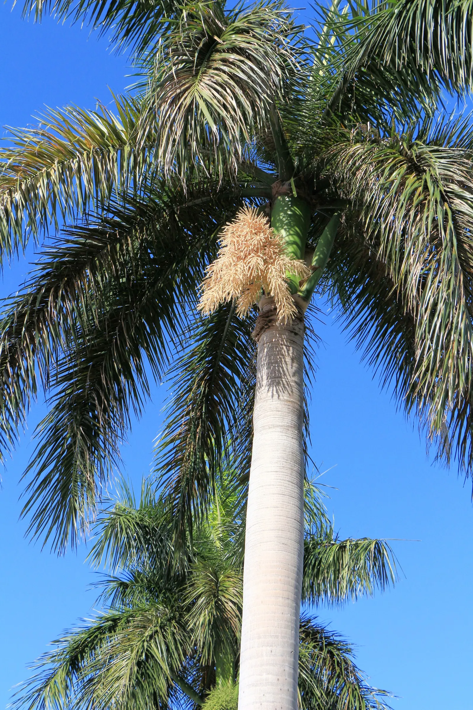 Royal Palm (Roystonea Regia) — The Royal Palm not only offers visual appeal but also embodies the essence of the tropics