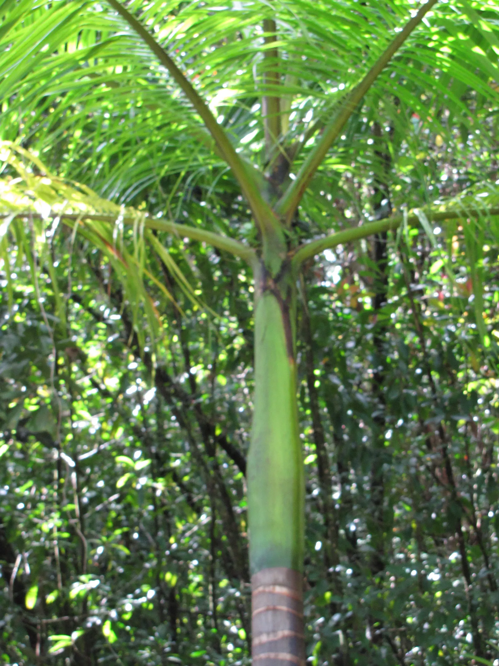 Royal Palm (Roystonea Regia) — This canopy casts a broad circle of shade; the Royal Palm requires ample space to flourish