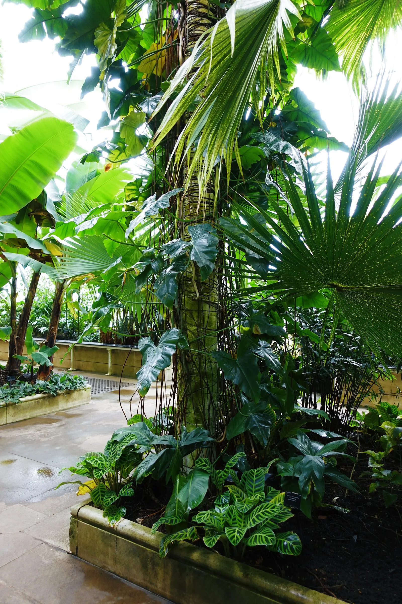 Royal Palm (Roystonea Regia) — often evoking the grandeur of tropical paradises