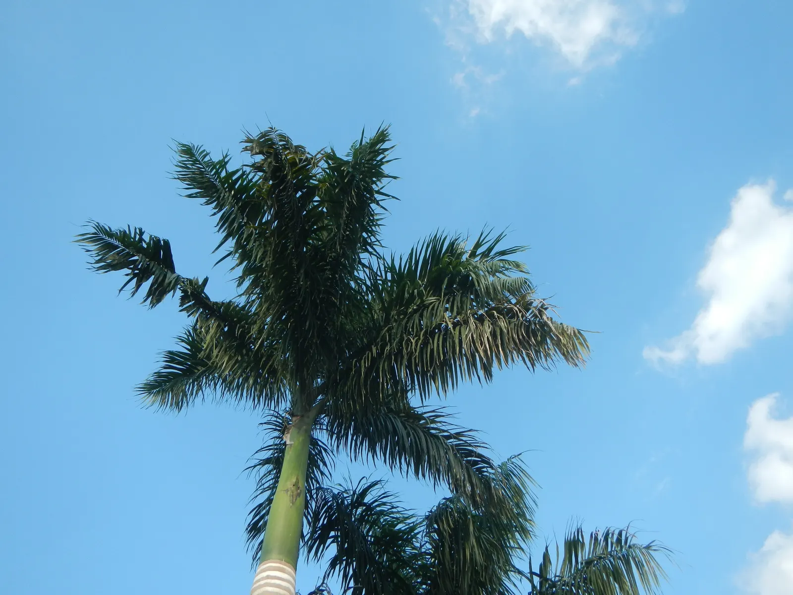 Royal Palm (Roystonea Regia) — As a fast-growing species