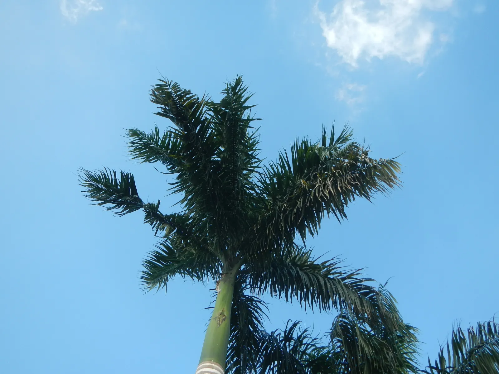 Royal Palm (Roystonea Regia) — each extending up to 10 to 15 feet in length