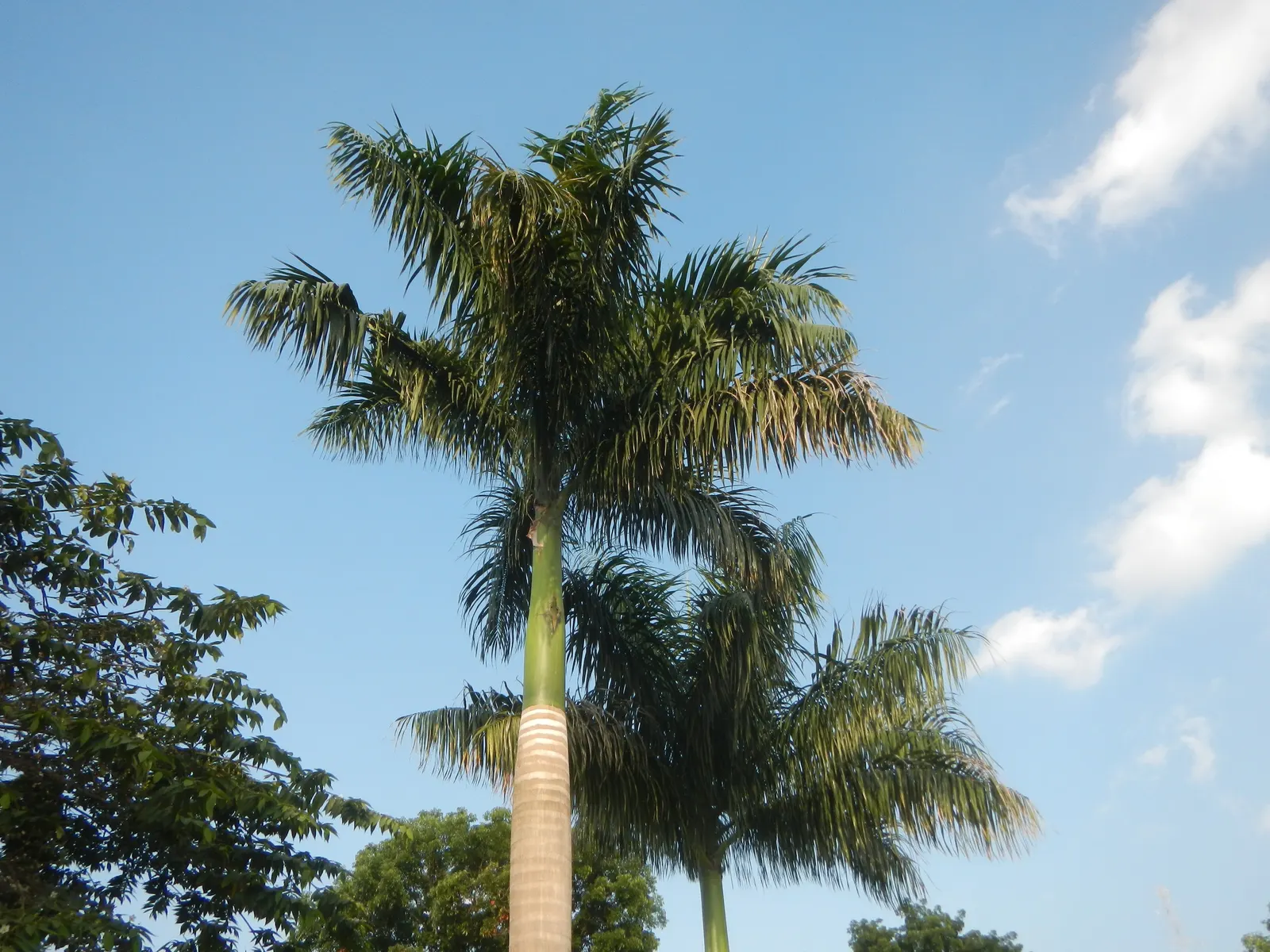 Royal Palm (Roystonea Regia) — palm with yellow blooms
