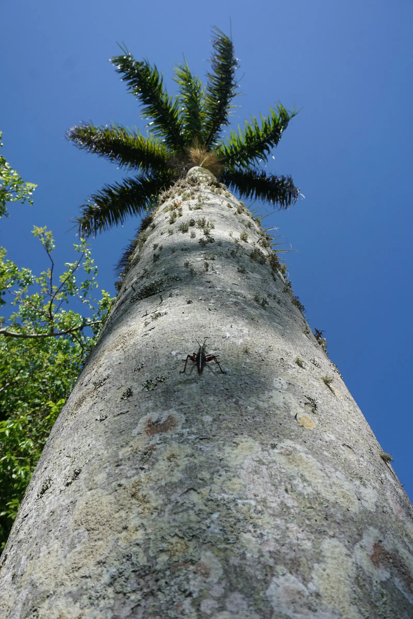 Royal Palm (Roystonea Regia) — Its girth measures approximately 1.5 to 2 feet in diameter; or standing alone as an elegant focal point
