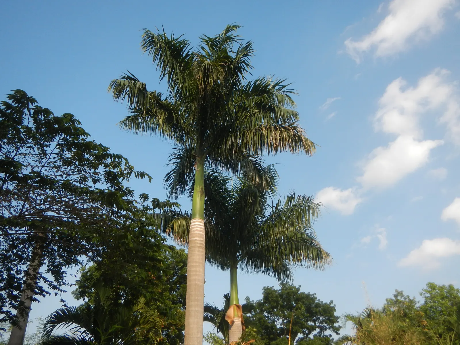 Royal Palm (Roystonea Regia) — rounded canopy that spans approximately 25 to 30 feet in width; its girth measures approximately 1.5 to 2 feet in diameter