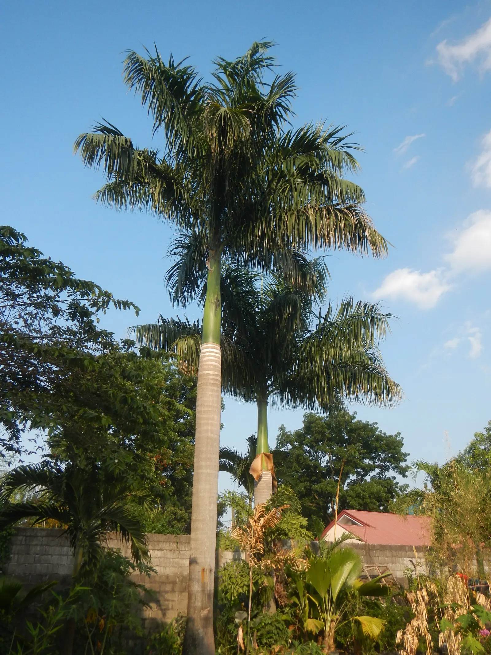 Royal Palm (Roystonea Regia) — the Royal Palm requires ample space to flourish; stands as a majestic centerpiece in landscape designs