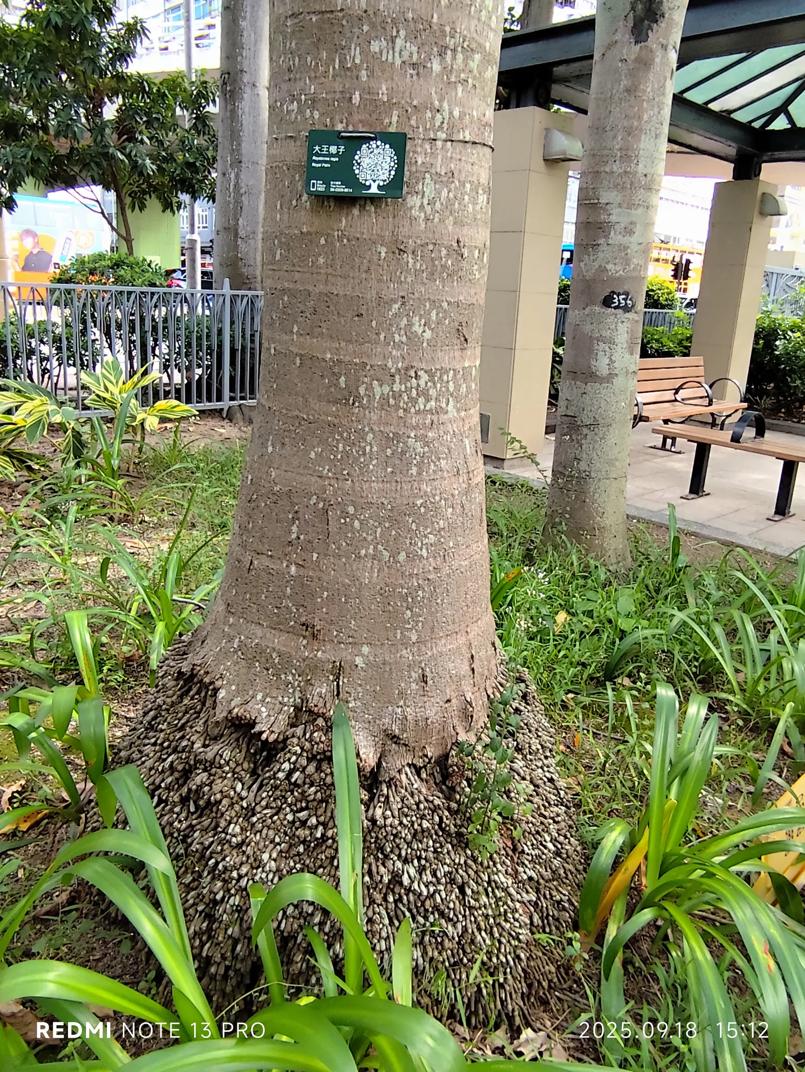 Royal Palm (Roystonea Regia) — Characterized by its sleek