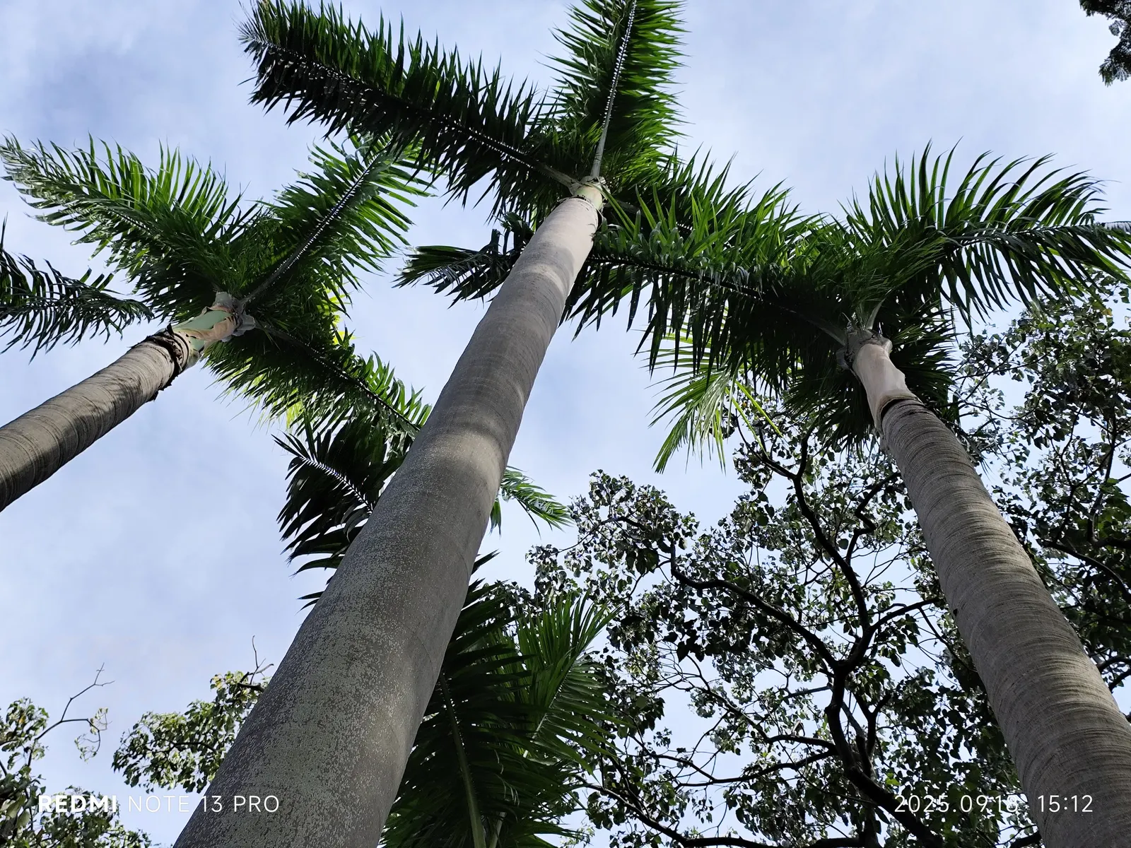 Royal Palm (Roystonea Regia) — it's the perfect vertical accent for tropical landscapes