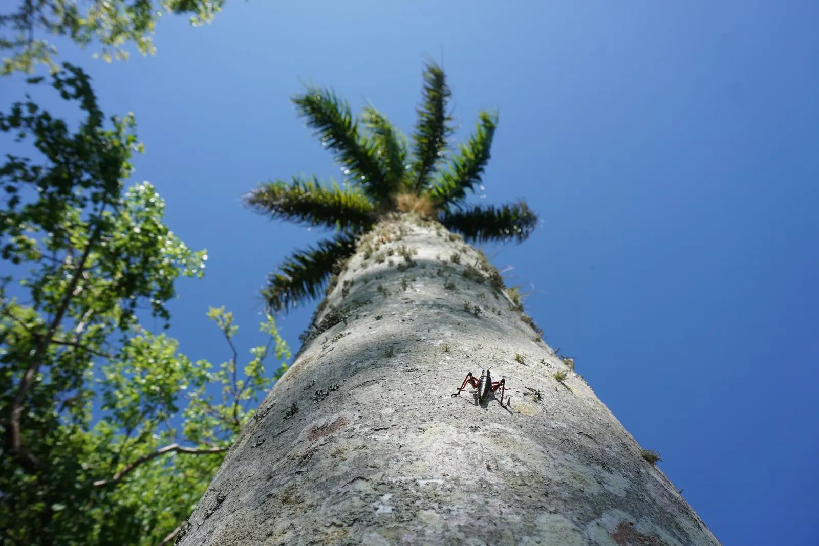 Royal Palm (Roystonea Regia) — allowing for its expansive growth; it provides a sense of maturity and establishment to new landscapes relatively quickly