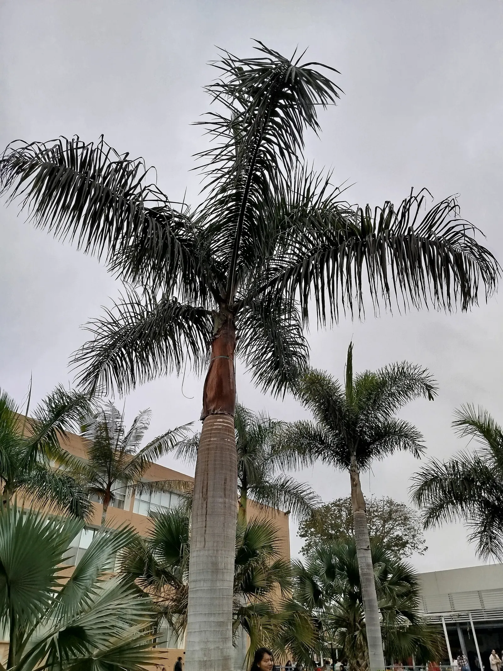 Royal Palm (Roystonea Regia) — making it a prime selection for clients desiring to inject their garden with a touch of regal