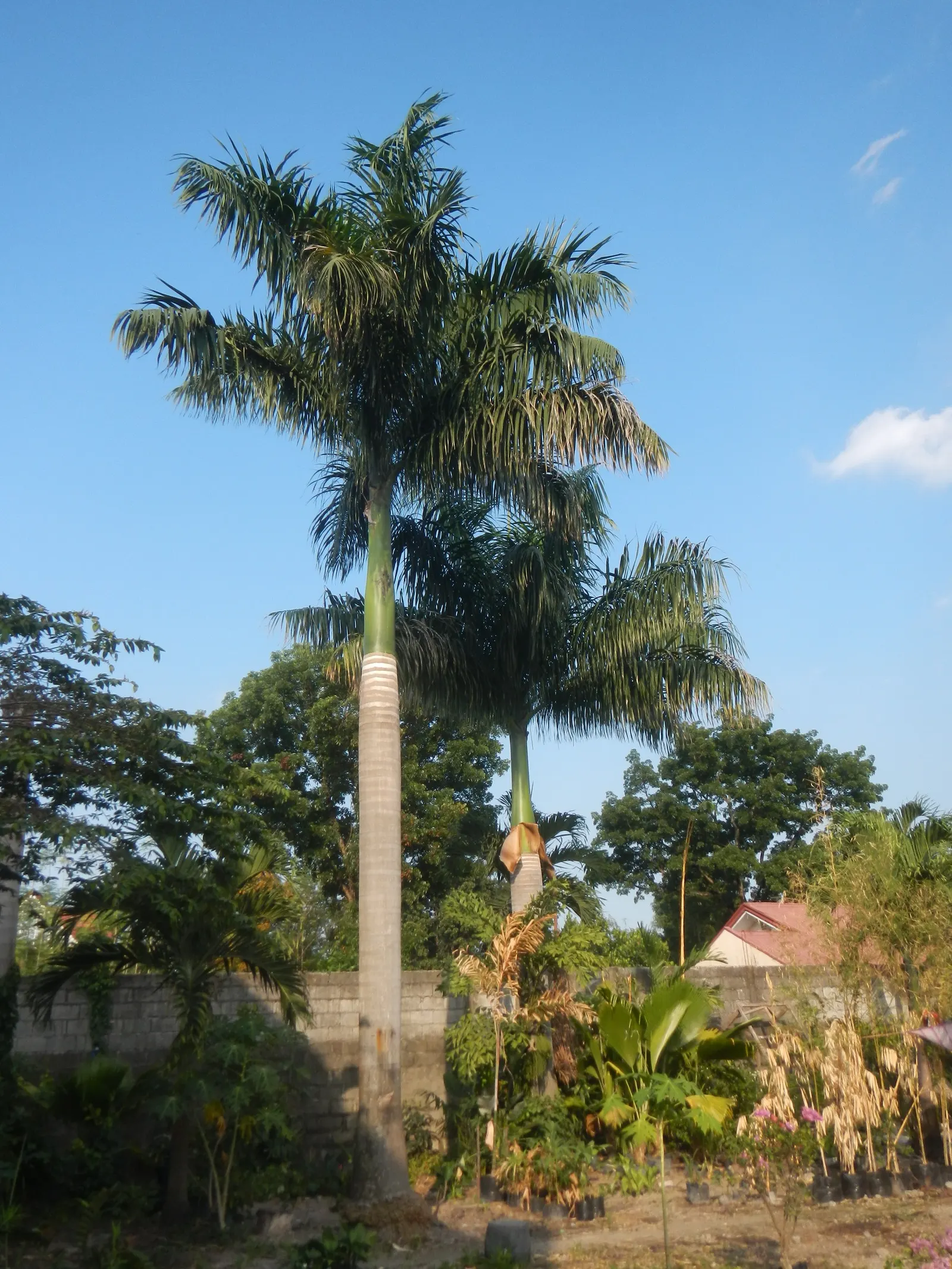 Royal Palm (Roystonea Regia) — stands as a majestic centerpiece in landscape designs