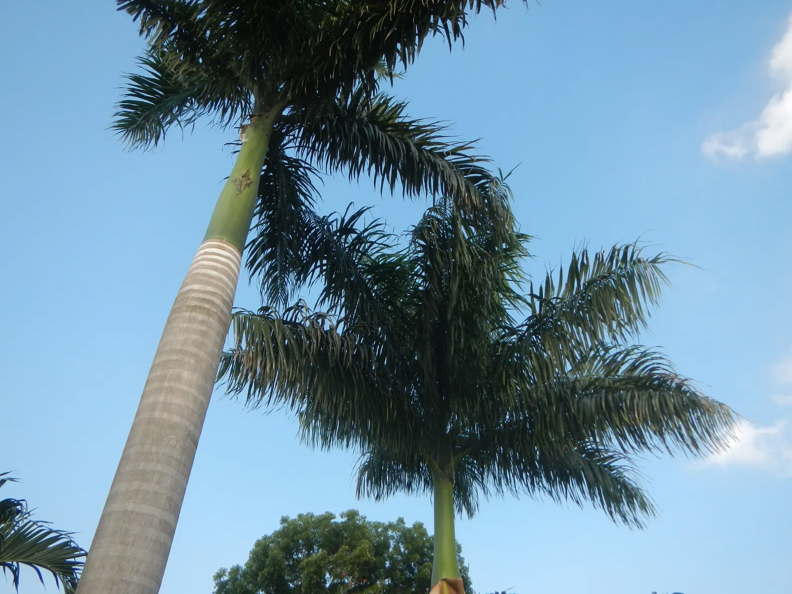 Royal Palm (Roystonea Regia) — Additionally, this palm is frost-sensitive, thriving in USDA hardiness zones 10 through 11