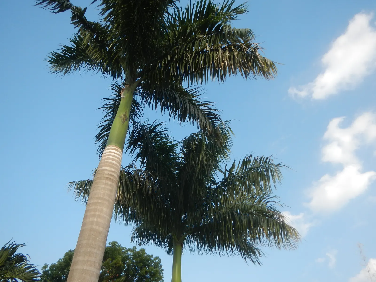 Royal Palm (Roystonea Regia) — often evoking the grandeur of tropical paradises; it requires regular watering