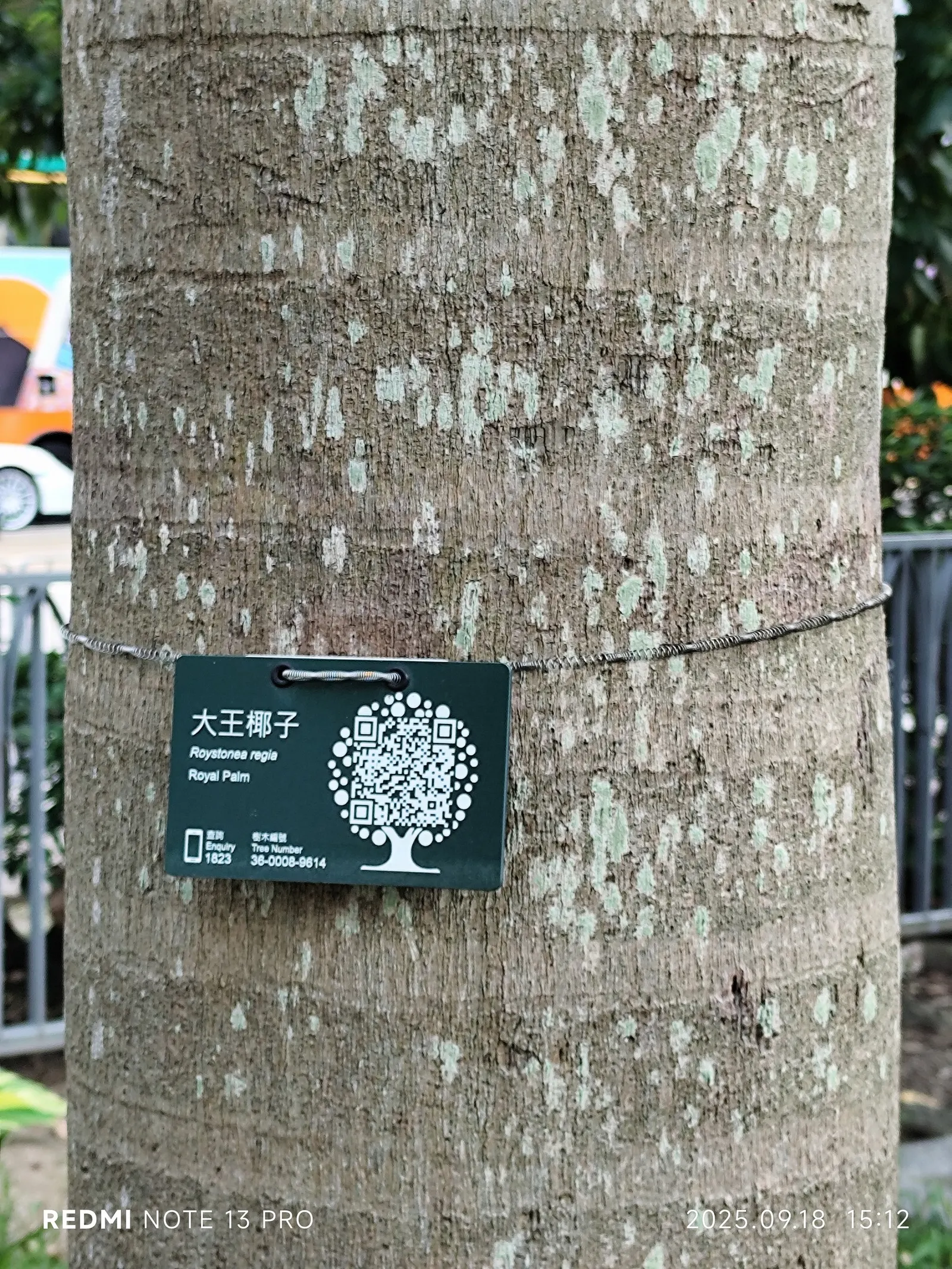 Royal Palm (Roystonea Regia) — sometimes even stretching skyward to 100 feet
