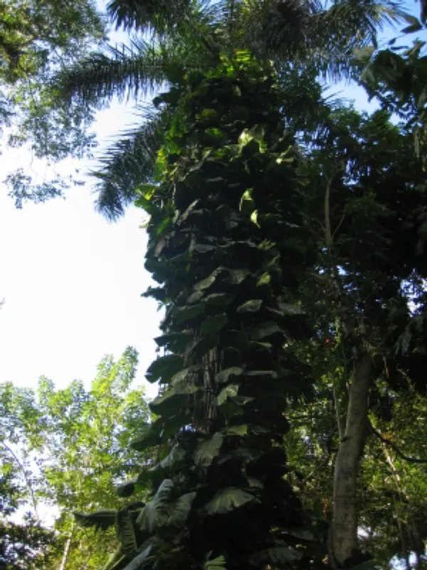 Royal Palm (Roystonea Regia) — it provides a sense of maturity and establishment to new landscapes relatively quickly; the Royal Palm not only offers visual
