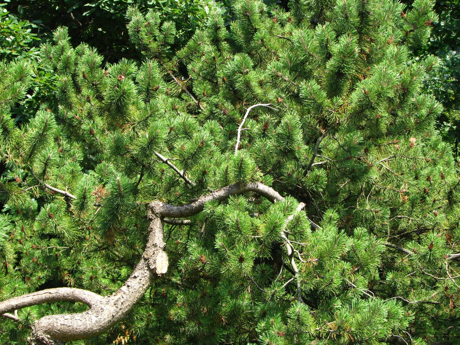 Dwarf Mugo Pine (Pinus Mugo Mugo) — This particular cultivar stands out for its uniformly dense