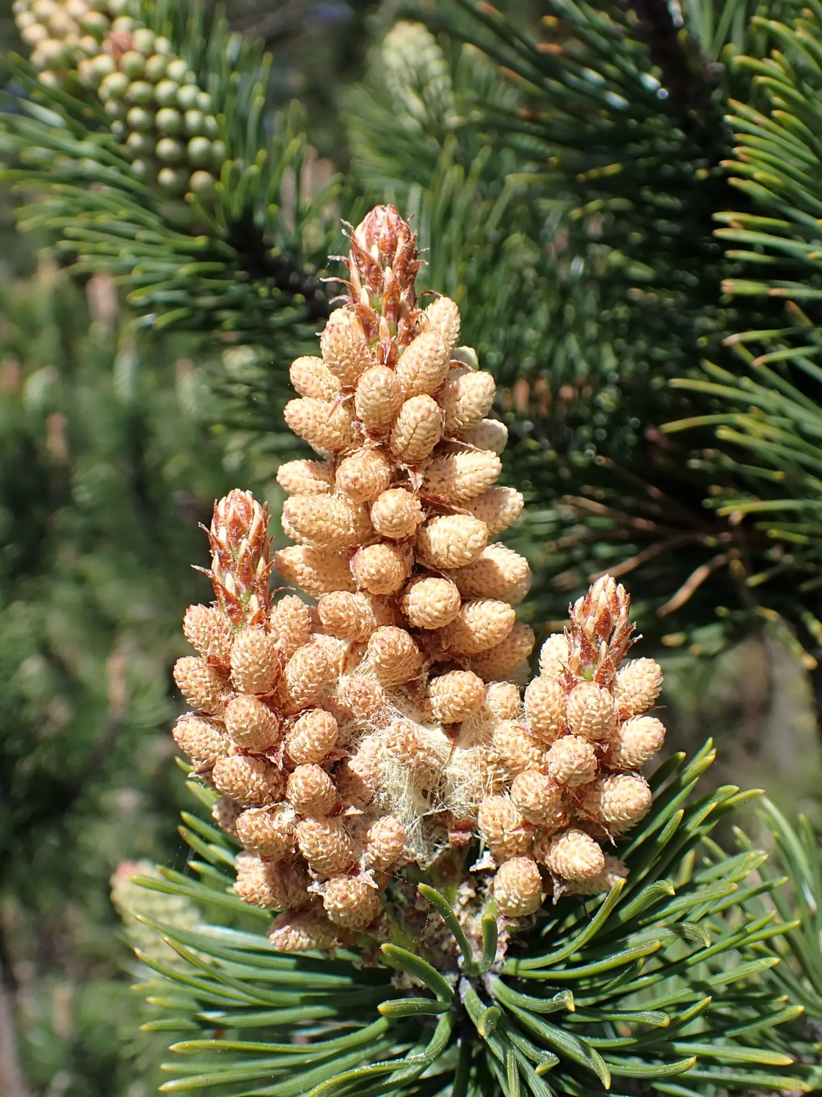 Dwarf Mugo Pine (Pinus Mugo Mugo) — it's versatile in various soil types