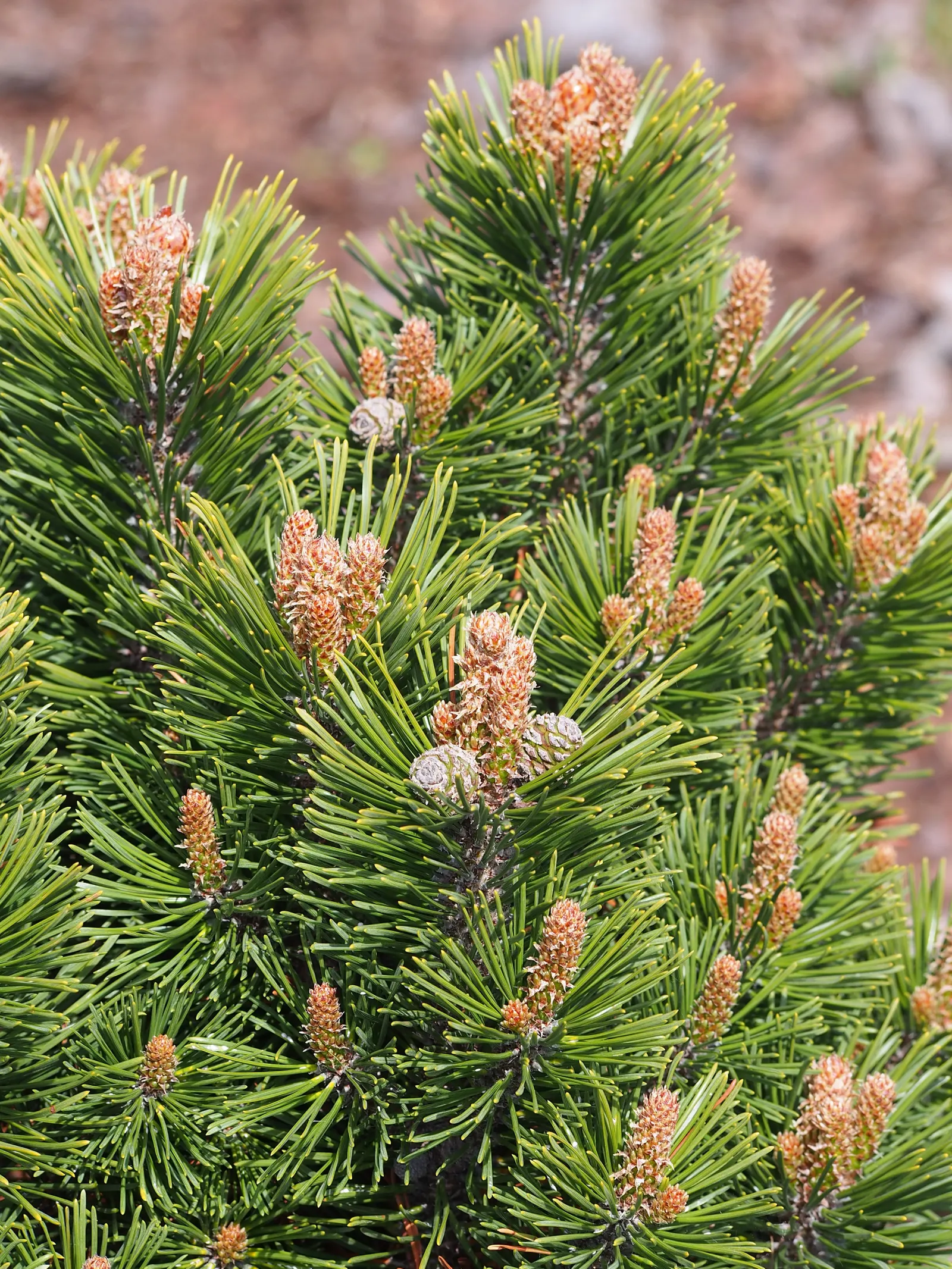 Dwarf Mugo Pine (Pinus Mugo Mugo) — The Dwarf Mugo Pine (Pinus mugo 'Mugo') is a compact conifer offering year-round interest; it's versatile in, image 52