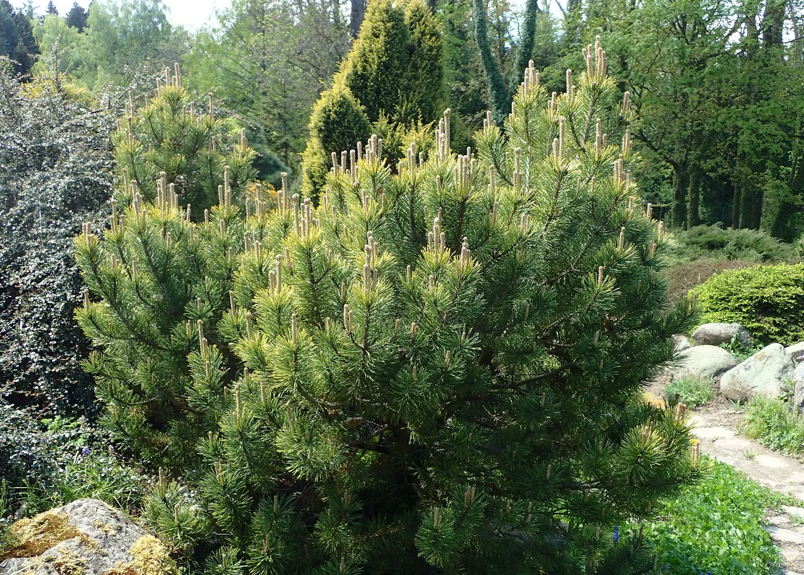 Dwarf Mugo Pine (Pinus Mugo Mugo) — it's versatile in various soil types; is a compact conifer that adds evergreen structure and resilience to any, image 38