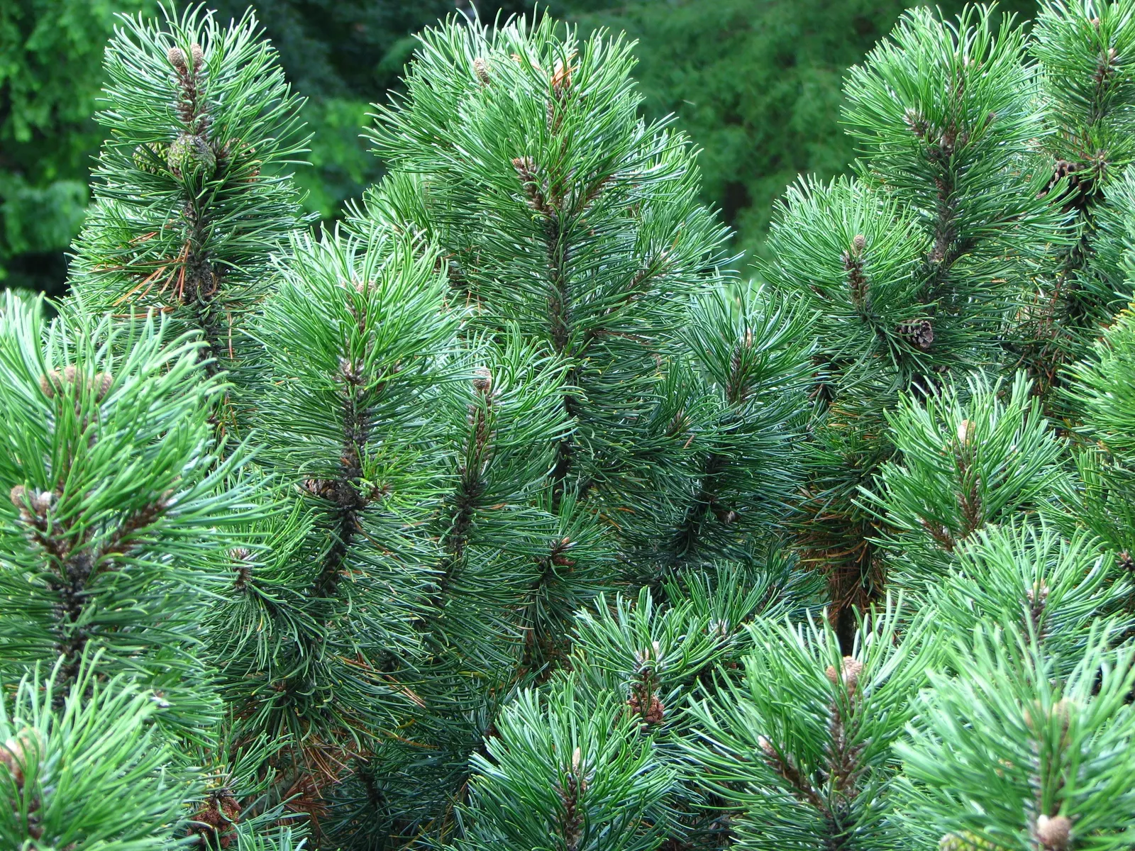 Dwarf Mugo Pine (Pinus Mugo Mugo) — It reaches 3-5 feet in height and spreads 4-6 feet, well-suited for small spaces; roughly 2 to 4 inches per year