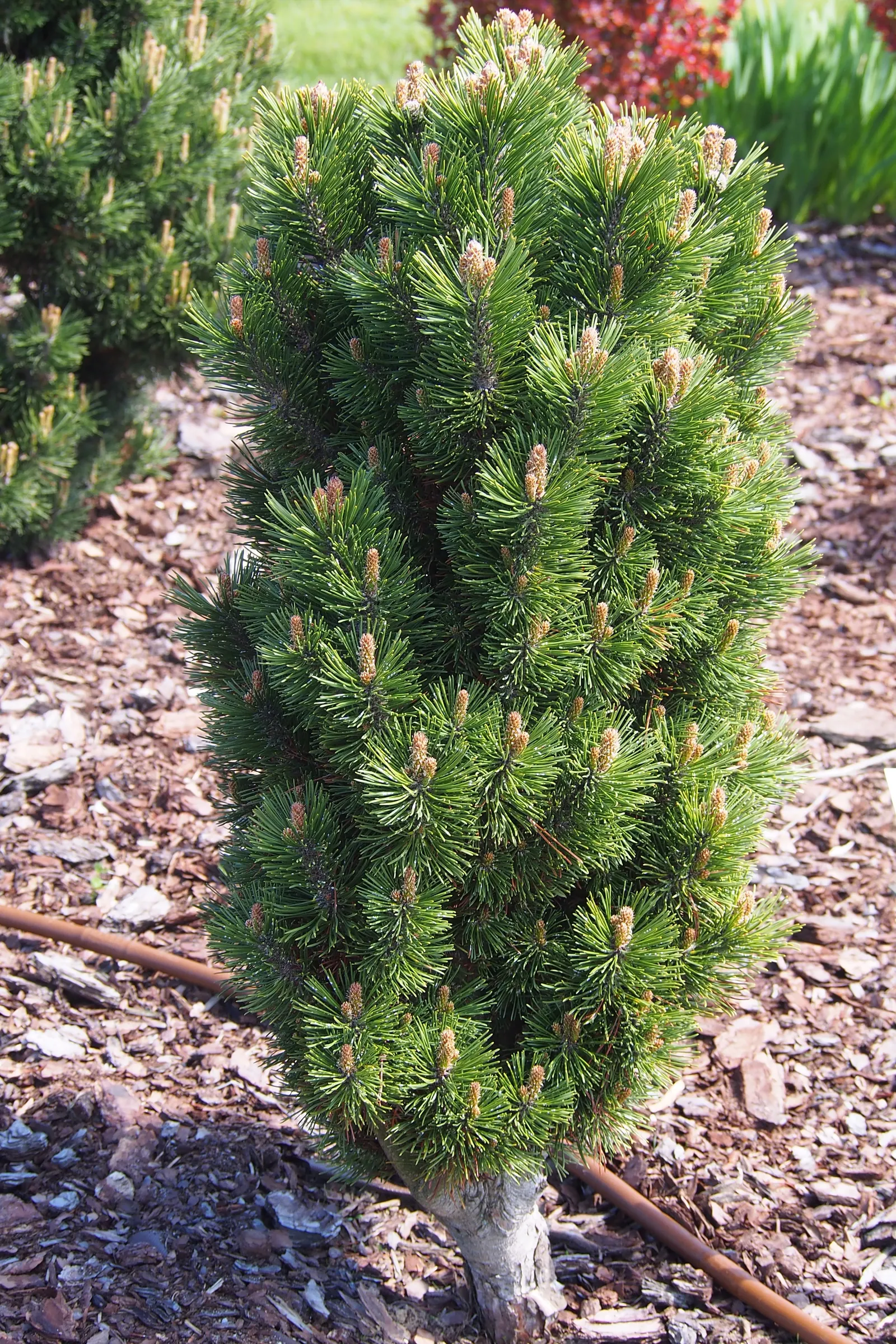 Dwarf Mugo Pine (Pinus Mugo Mugo) — conifer / shrub for full or half