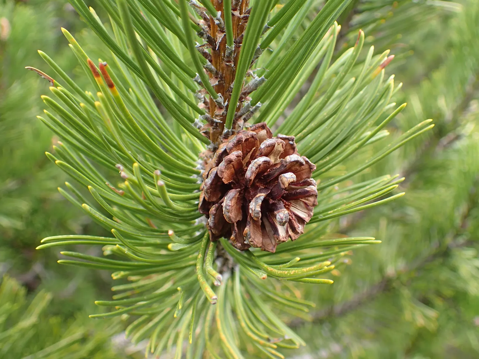 Dwarf Mugo Pine (Pinus Mugo Mugo) — making it a reliable choice for diverse landscape designs; and resistant to drought and pests, image 57