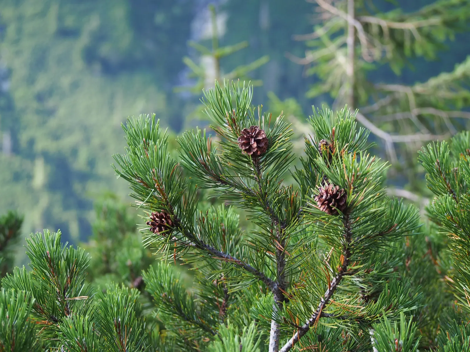 Dwarf Mugo Pine (Pinus Mugo Mugo) — reaching a mature size of approximately 3 to 5 feet in height with a similar spread; designers should consider spacing