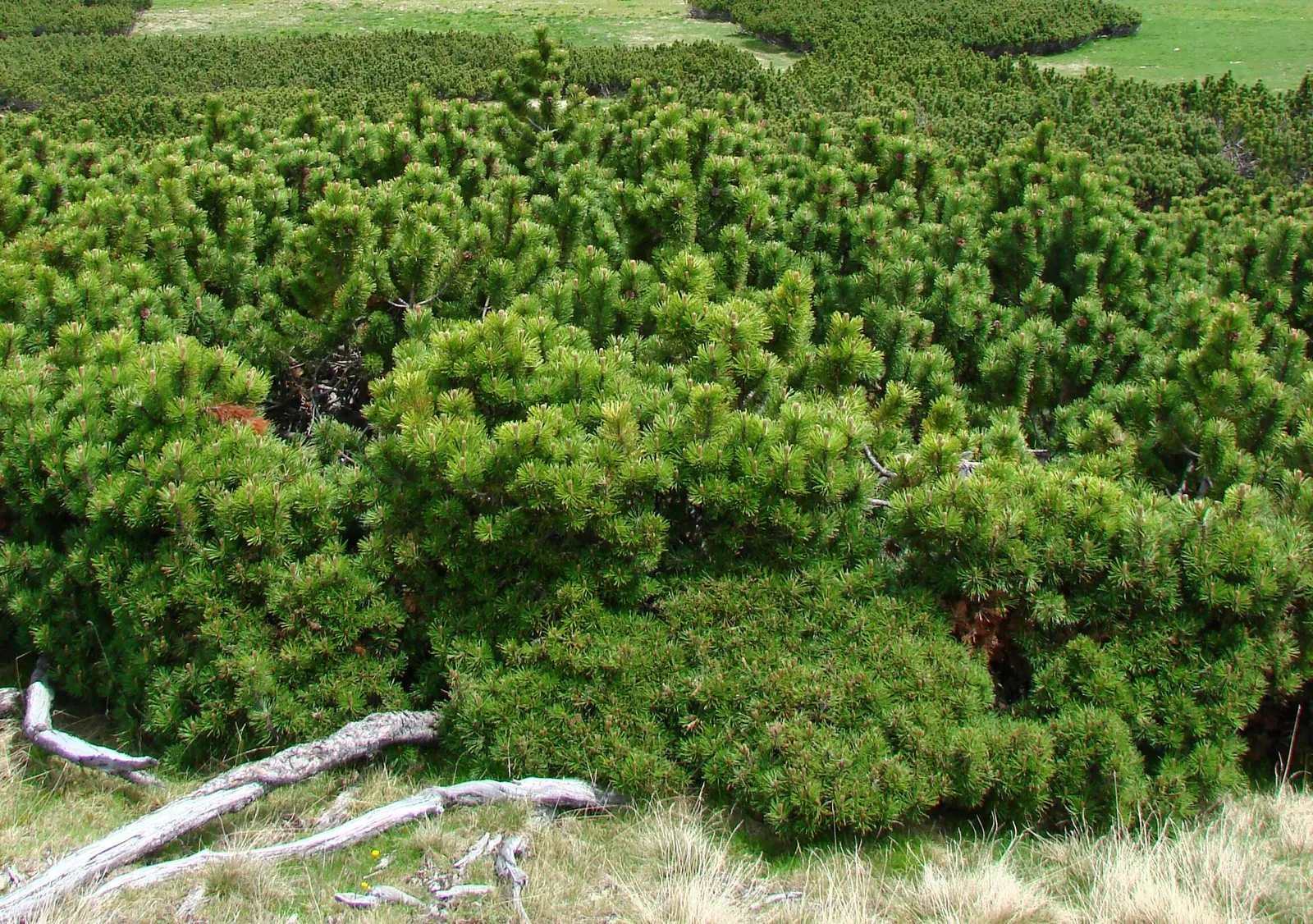 Dwarf Mugo Pine (Pinus Mugo Mugo) — It is drought-tolerant once established; conifer / shrub for full or half, image 49