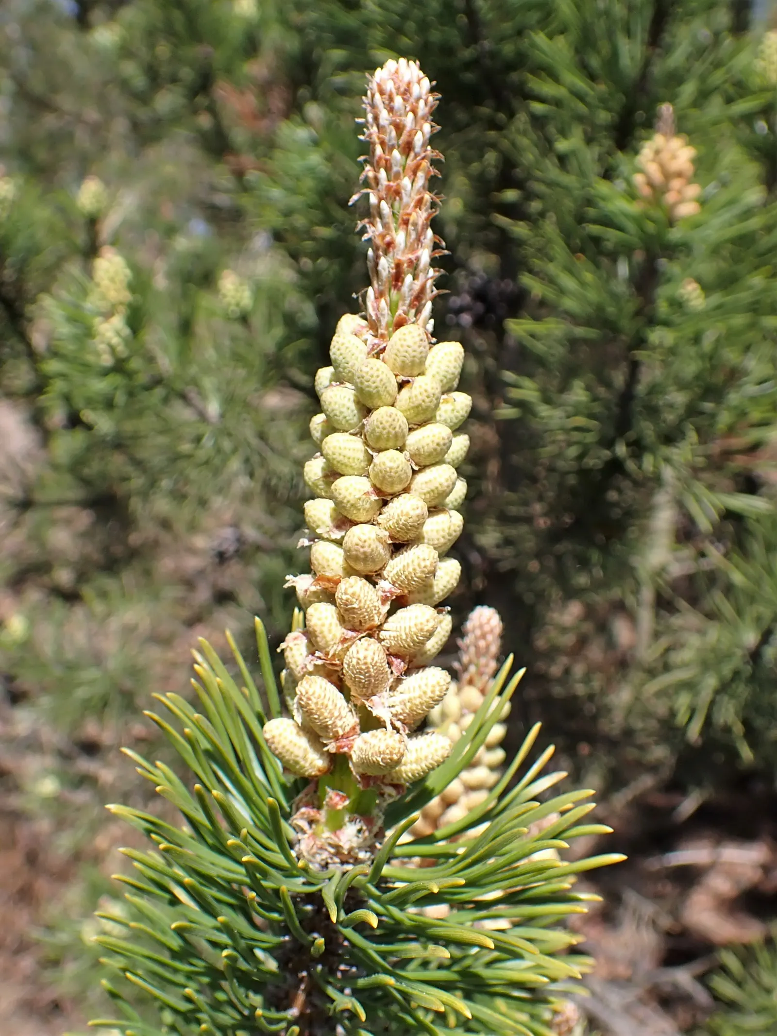 Dwarf Mugo Pine (Pinus Mugo Mugo) — is a compact conifer that adds evergreen structure and resilience to any landscape design; it reaches 3-5 feet in height