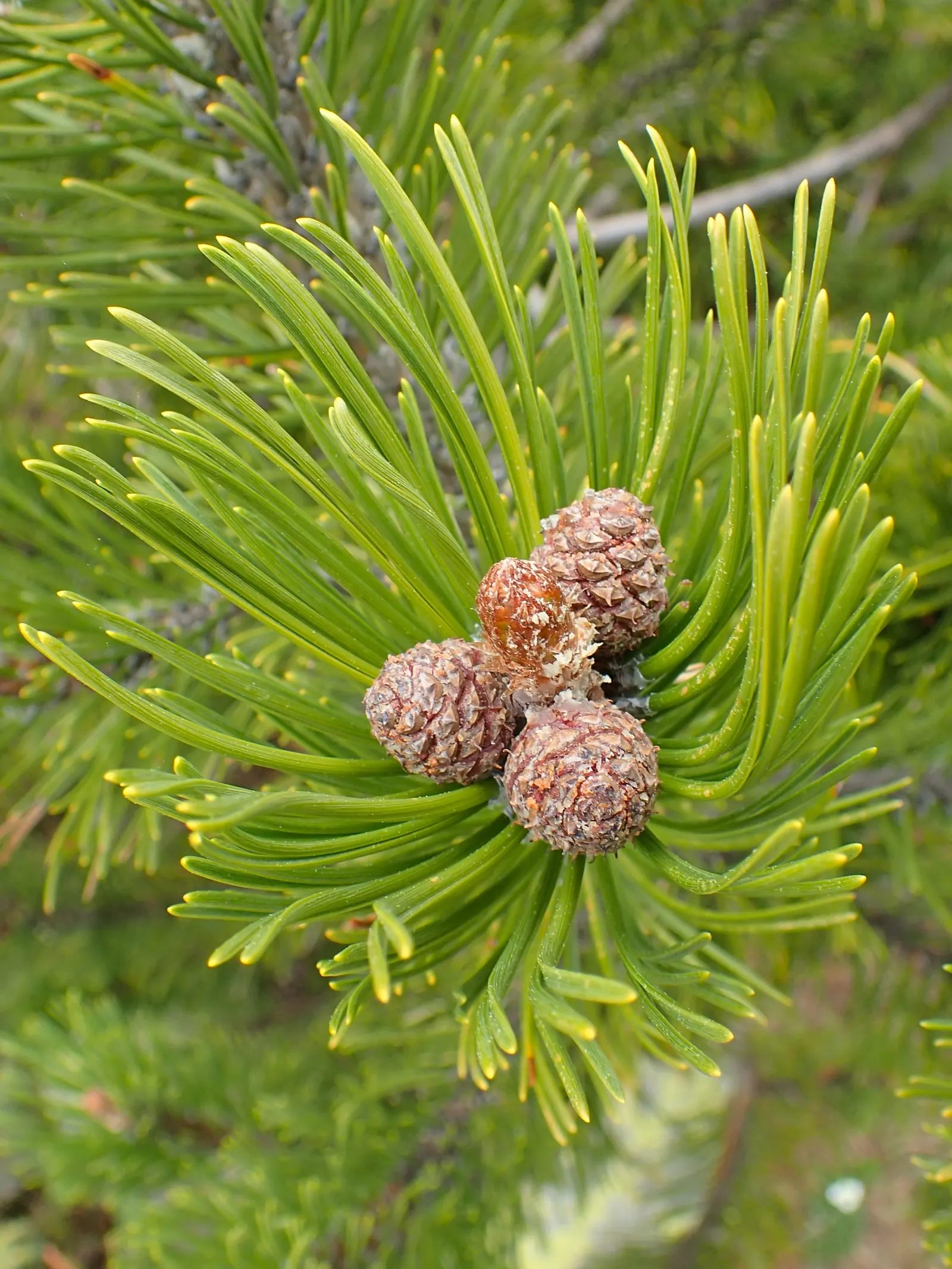 Dwarf Mugo Pine (Pinus Mugo Mugo) — designers should consider spacing these pines at least 3 to 4 feet apart to allow sufficient room for growth