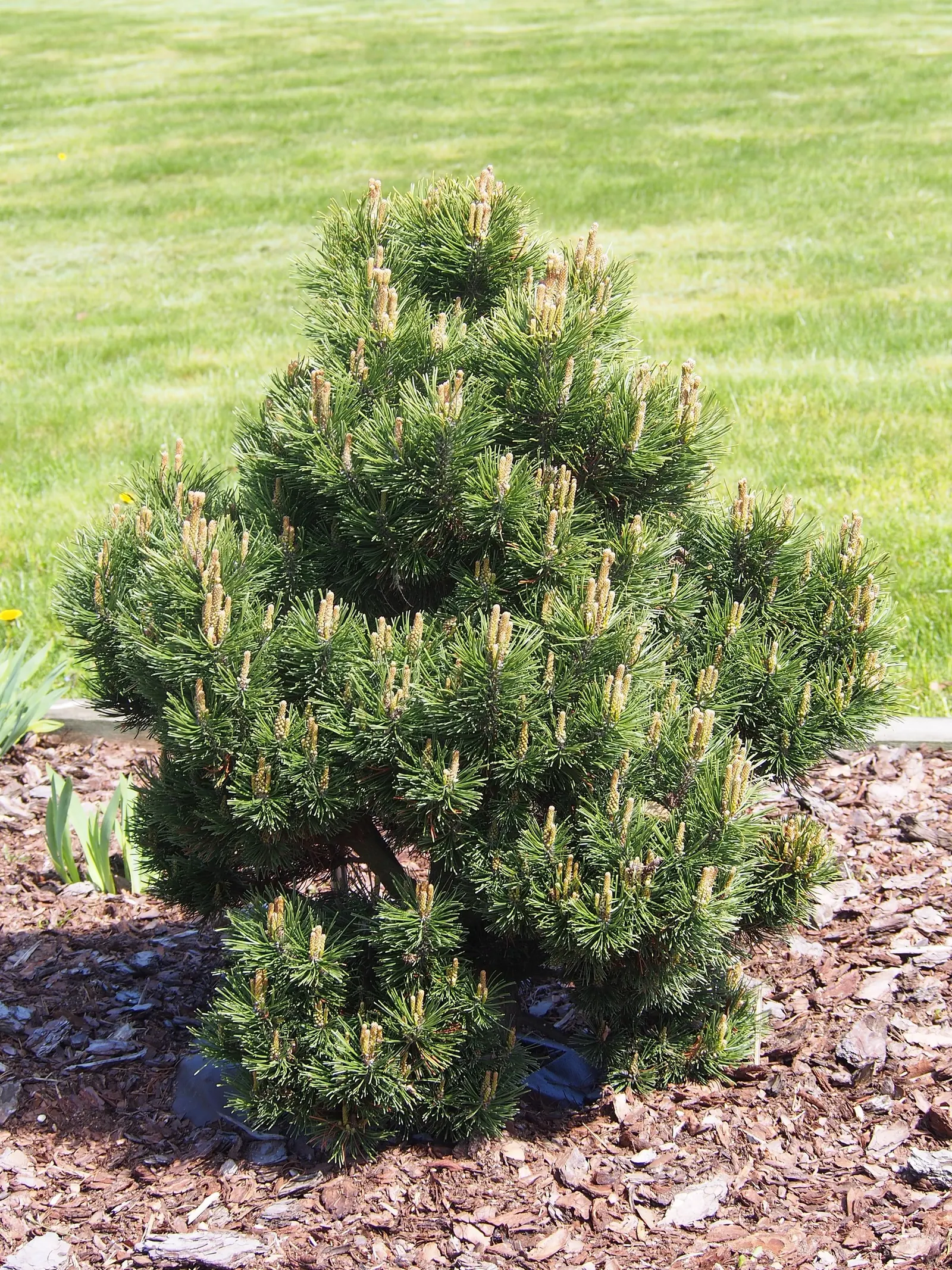Dwarf Mugo Pine (Pinus Mugo Mugo) — and resistant to drought and pests; it is drought-tolerant once established, image 56