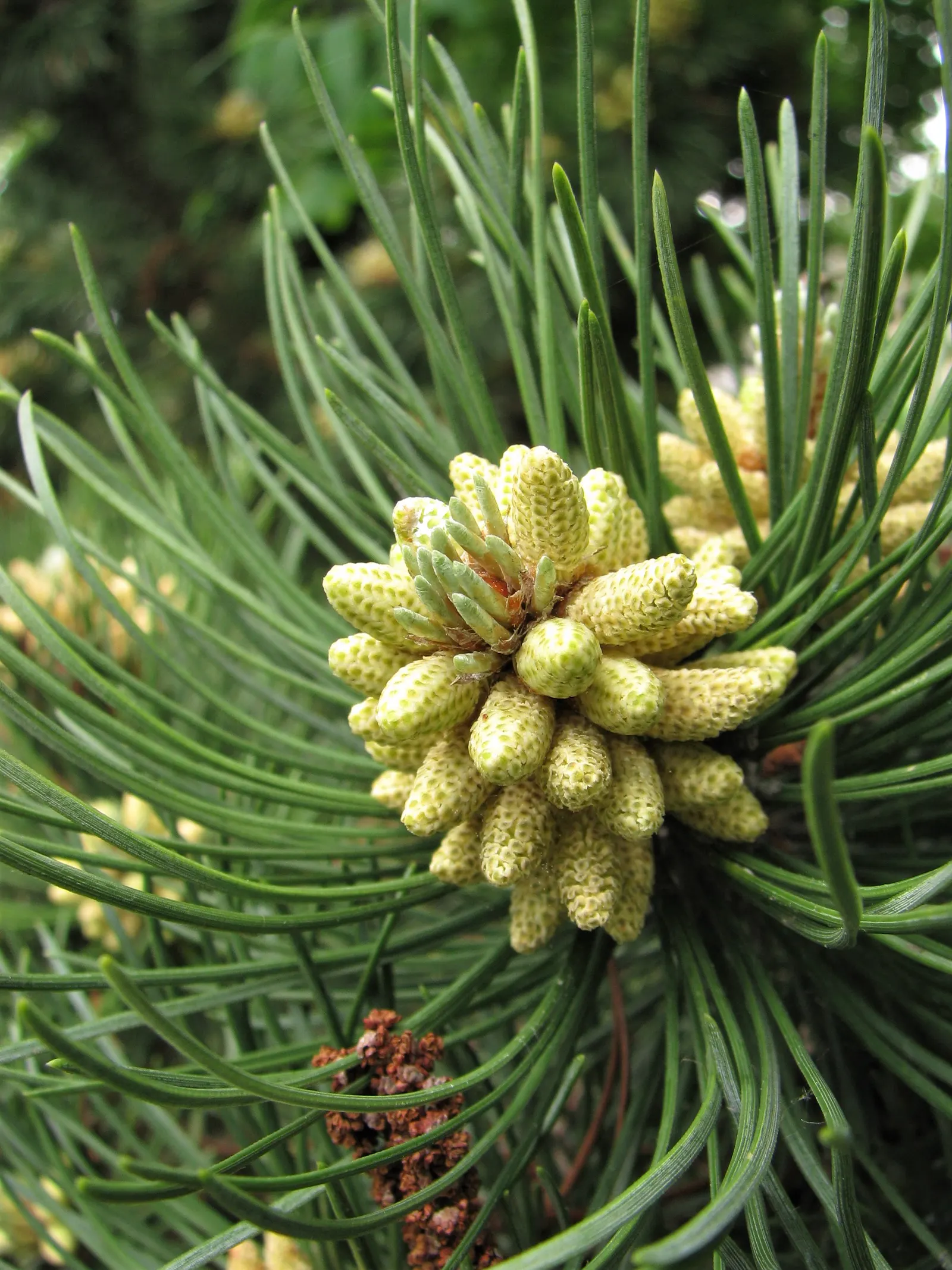 Dwarf Mugo Pine (Pinus Mugo Mugo) — the Dwarf Mugo Pine thrives in USDA zones 2-8 and prefers full sun to partial shade