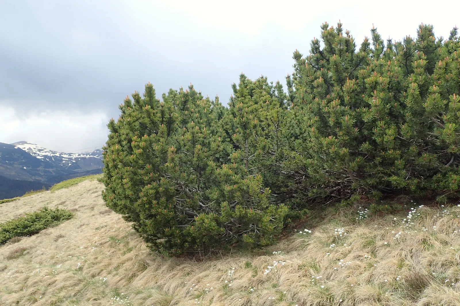 Dwarf Mugo Pine (Pinus Mugo Mugo) — reaching a mature size of approximately 3 to 5 feet in height with a similar spread