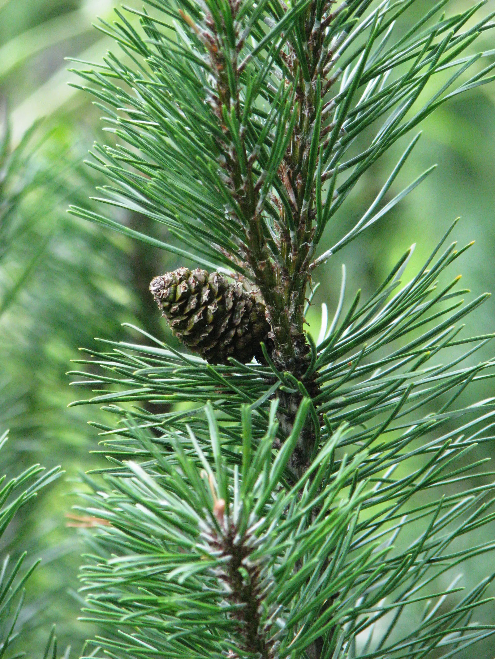 Dwarf Mugo Pine (Pinus Mugo Mugo) — The Dwarf Mugo Pine (Pinus mugo 'Mugo') is a compact conifer offering year-round interest; it's versatile in, image 35