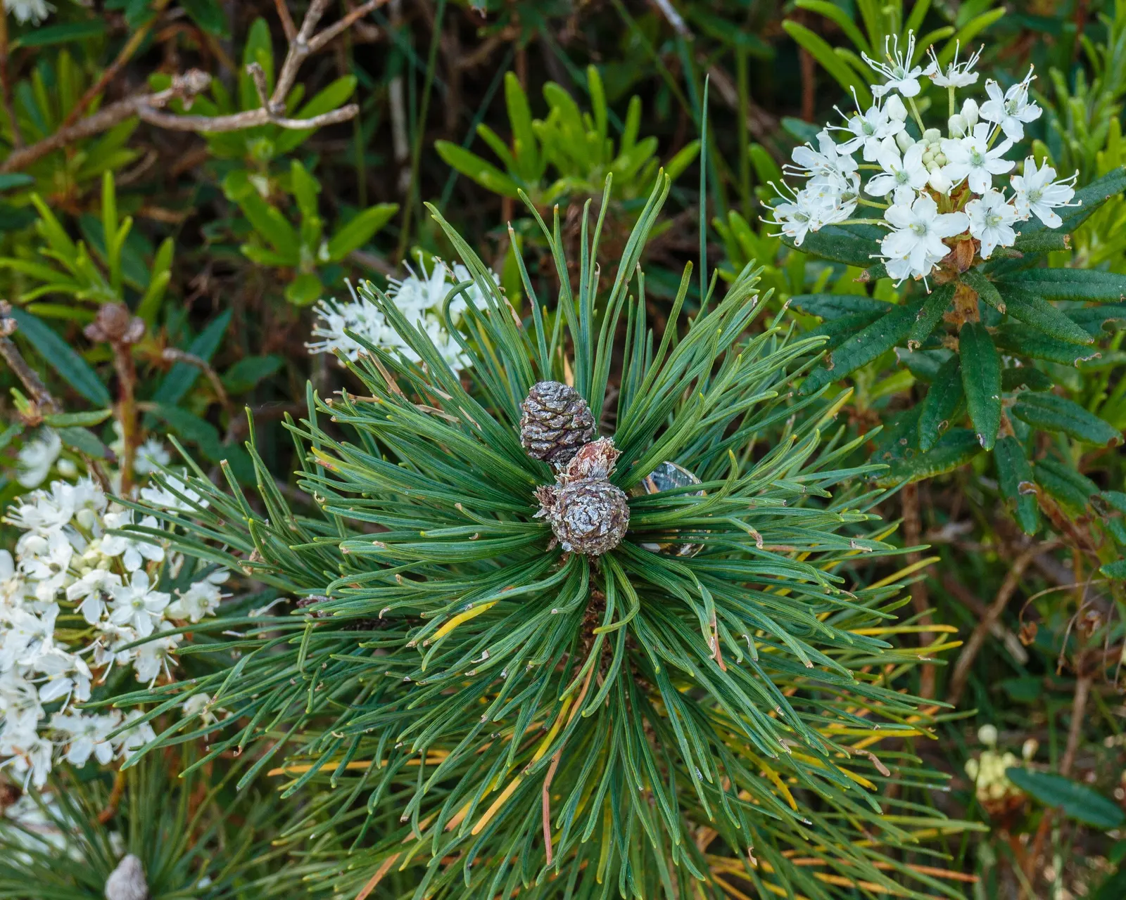 Dwarf Mugo Pine (Pinus Mugo Mugo) — The Dwarf Mugo Pine (Pinus mugo 'Mugo') is a compact conifer offering year-round interest; it's versatile in, image 69