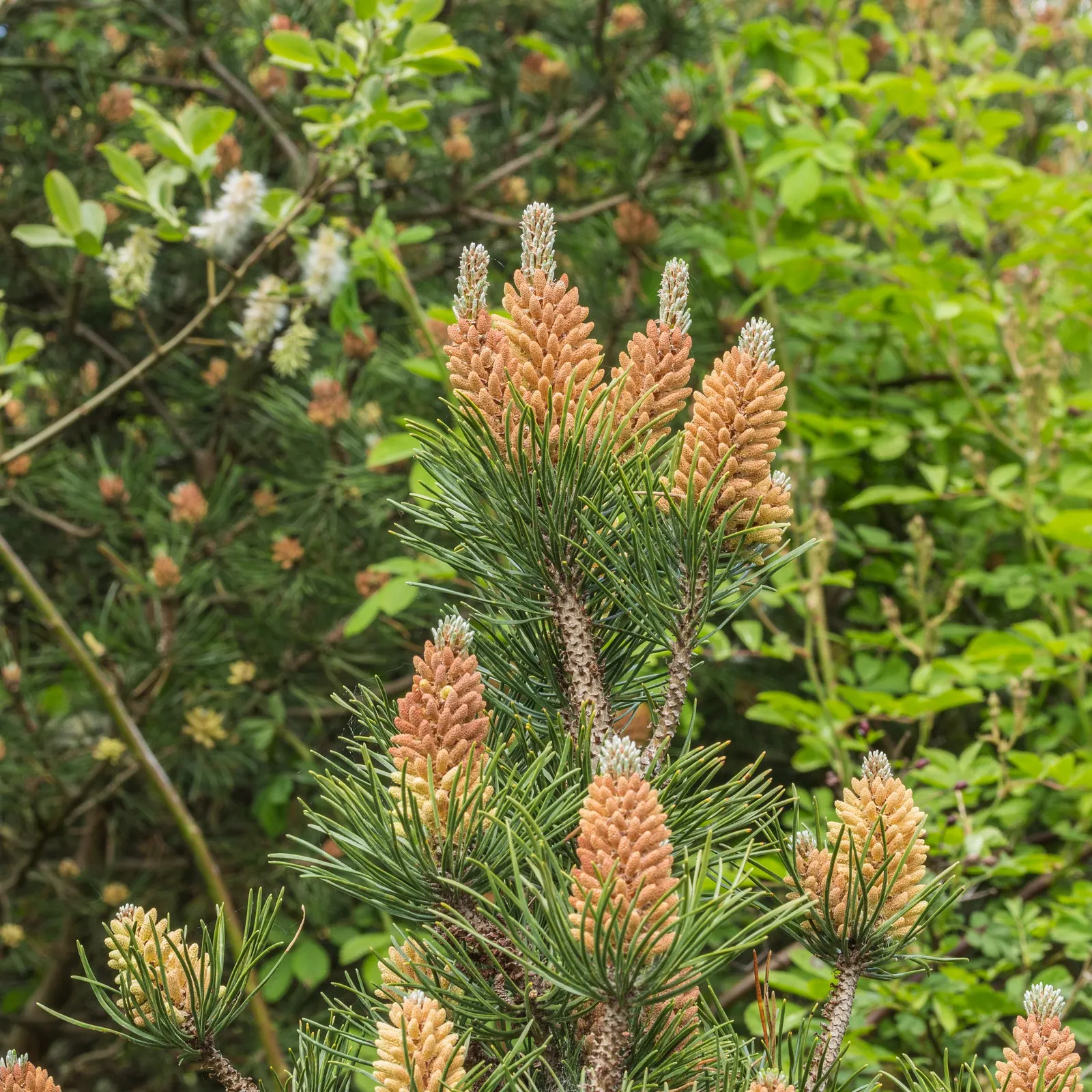 Dwarf Mugo Pine (Pinus Mugo Mugo) — with each needle measuring up to 2 inches in length; these sturdy needles are presented in pairs, offering a, image 63