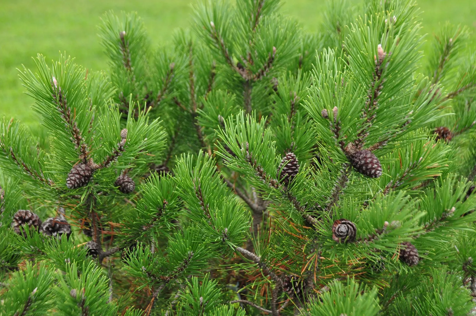 Dwarf Mugo Pine (Pinus Mugo Mugo) — making it a reliable choice for diverse landscape designs