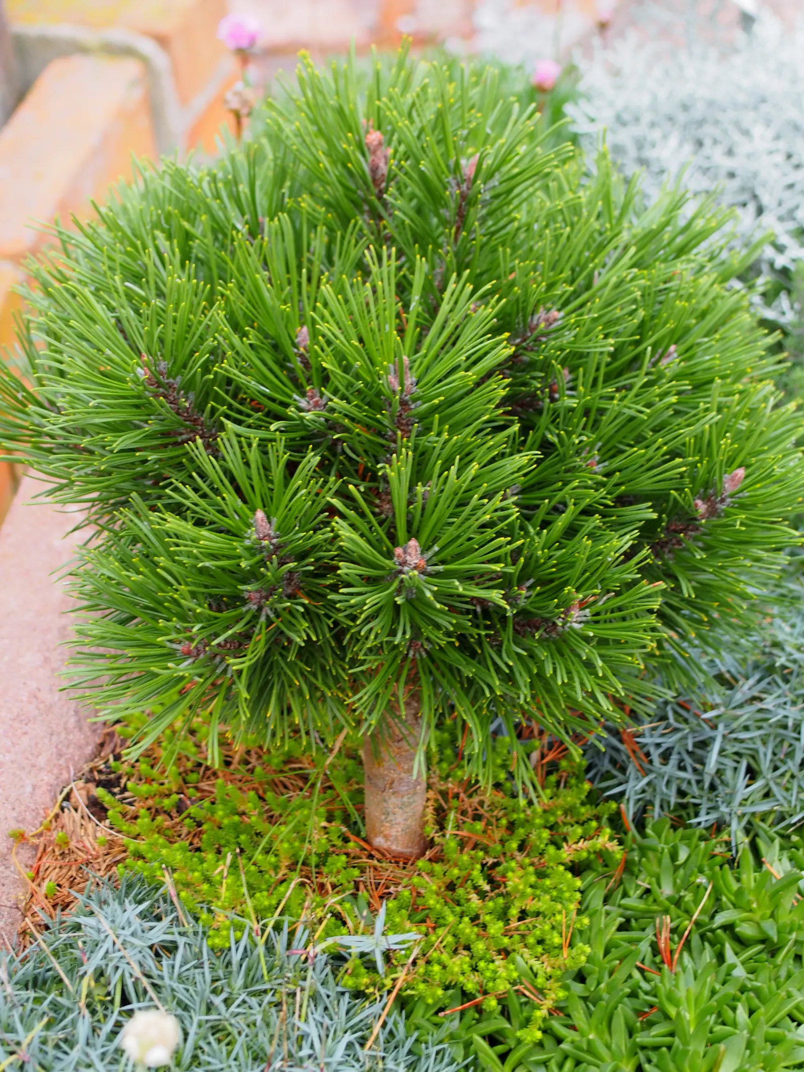 Dwarf Mugo Pine (Pinus Mugo Mugo) — It reaches 3-5 feet in height and spreads 4-6 feet, well-suited for small spaces; roughly 2 to 4 inches per year, image 70