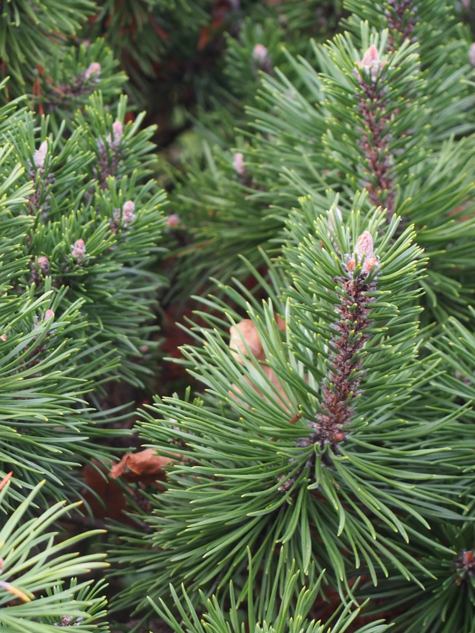 Dwarf Mugo Pine (Pinus Mugo Mugo) — with each needle measuring up to 2 inches in length; these sturdy needles are presented in pairs, offering a, image 46